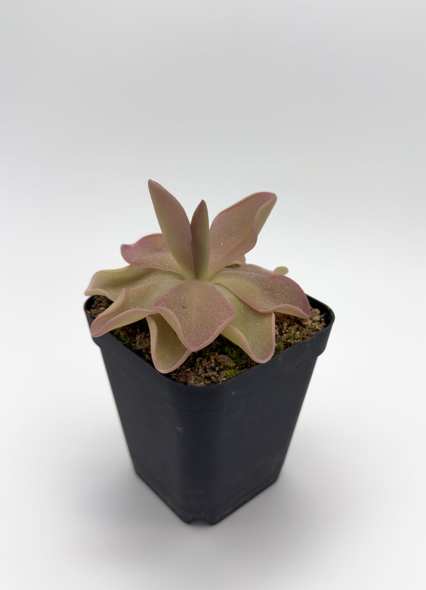 Pinguicula Pirouette