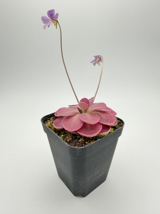 Potted Pinguicula 'Johanna' in bloom with a purple flower