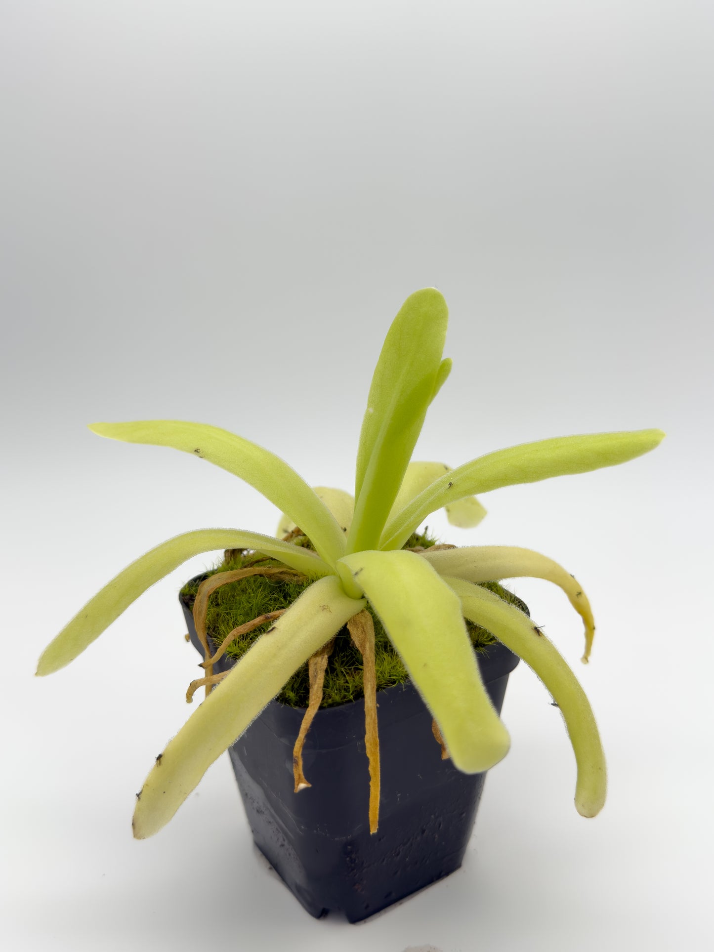 Pinguicula gigantea x moctezumae