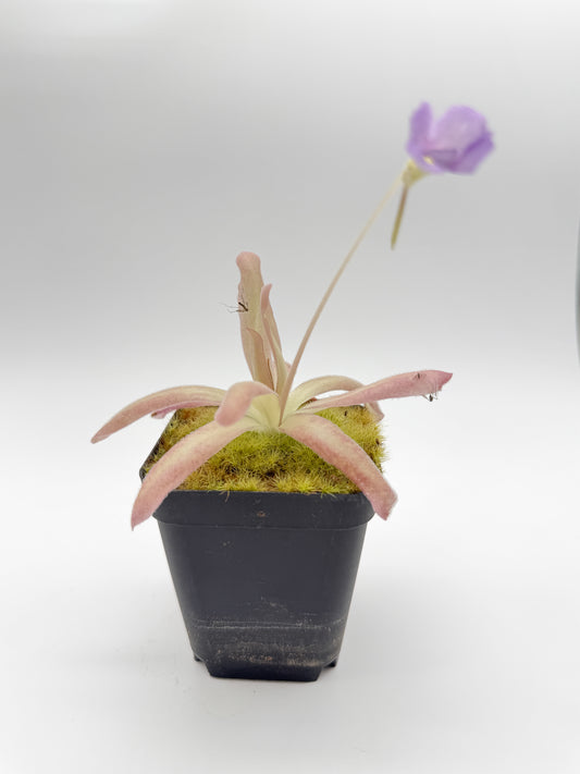 Pinguicula 'Aphrodite' Mexican butterwort in a nursery pot, blooming with a violet flower