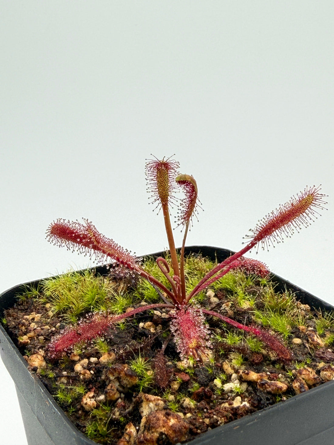 Drosera capensis 'Red' with crimson dew-tipped tentacles