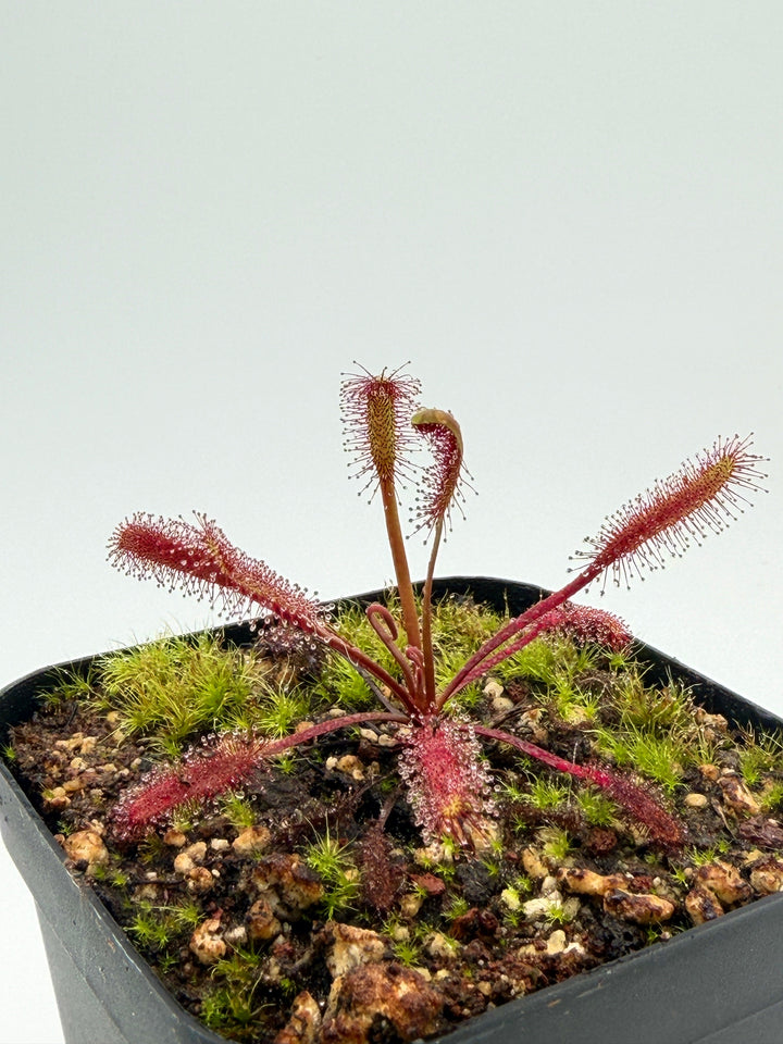 Drosera capensis 'Red' with crimson dew-tipped tentacles