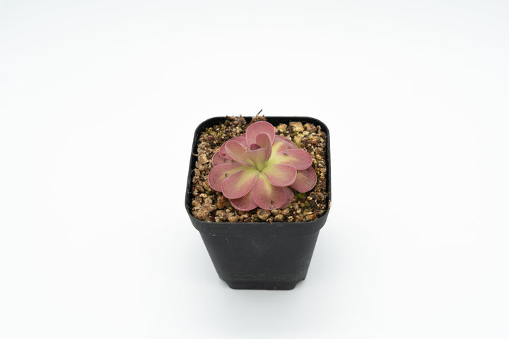 Healthy Pinguicula 'Johanna' rosette of the kind used for leaf pullings
