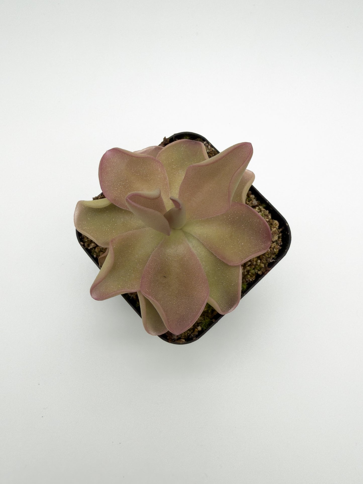 Pinguicula Pirouette