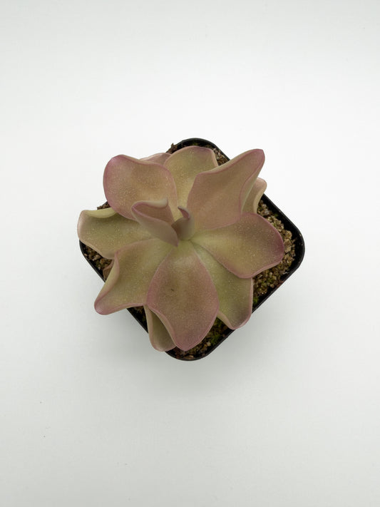 Pinguicula 'Pirouette' pinwheel rosette, side view
