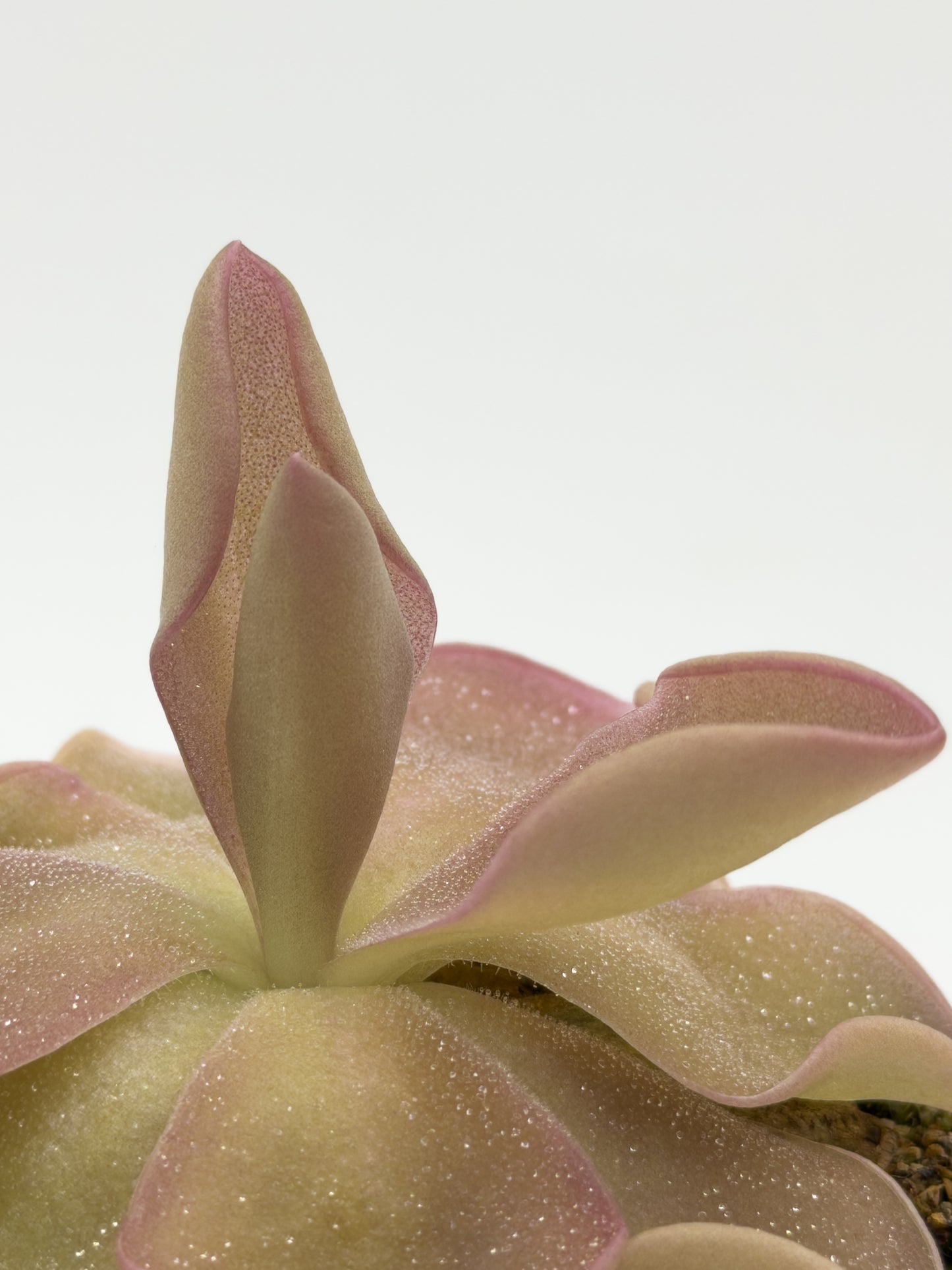Pinguicula Pirouette