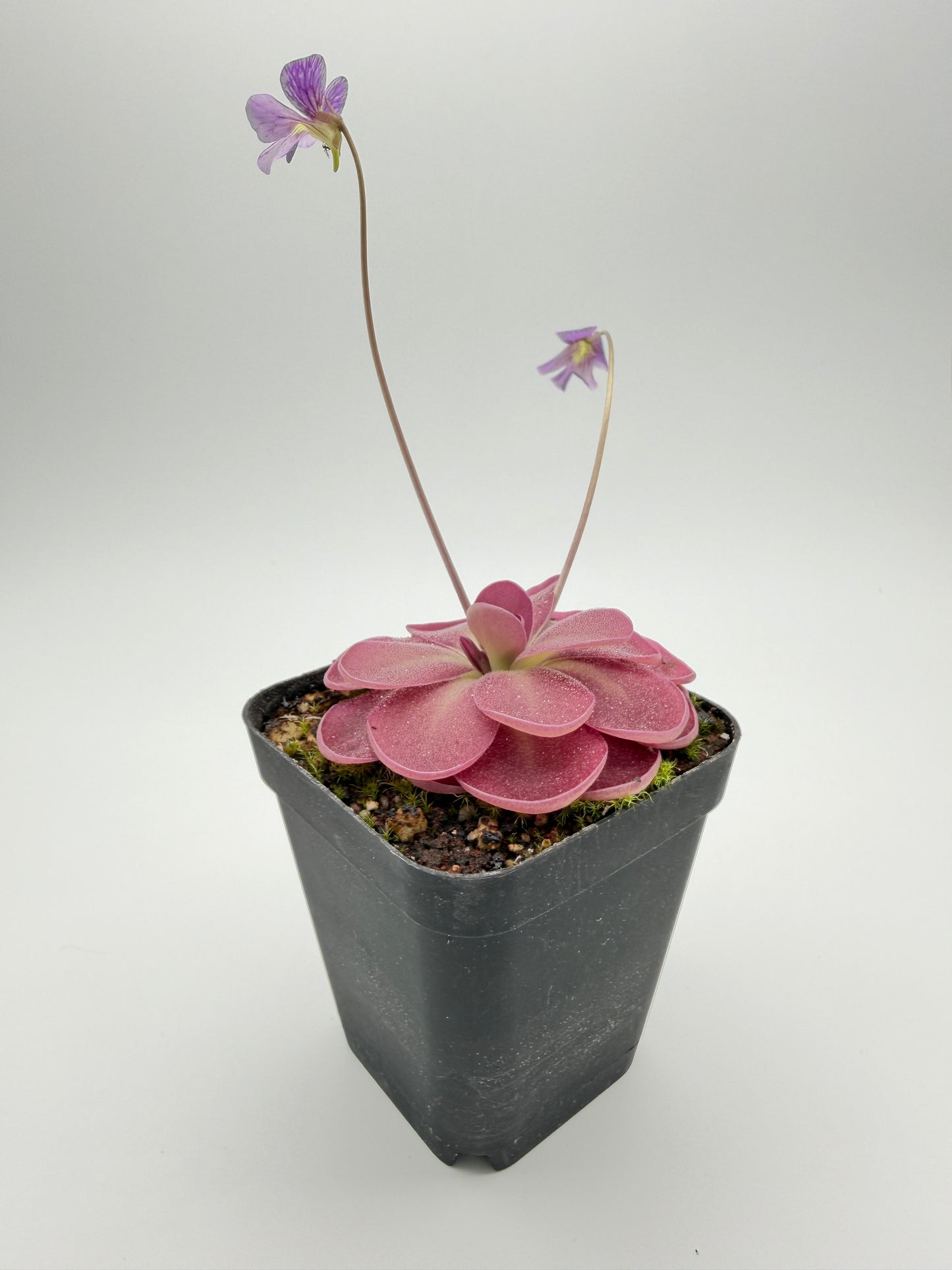 Pinguicula Johanna
