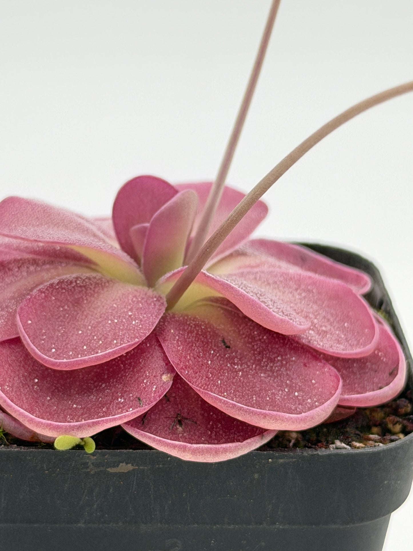 Pinguicula Johanna