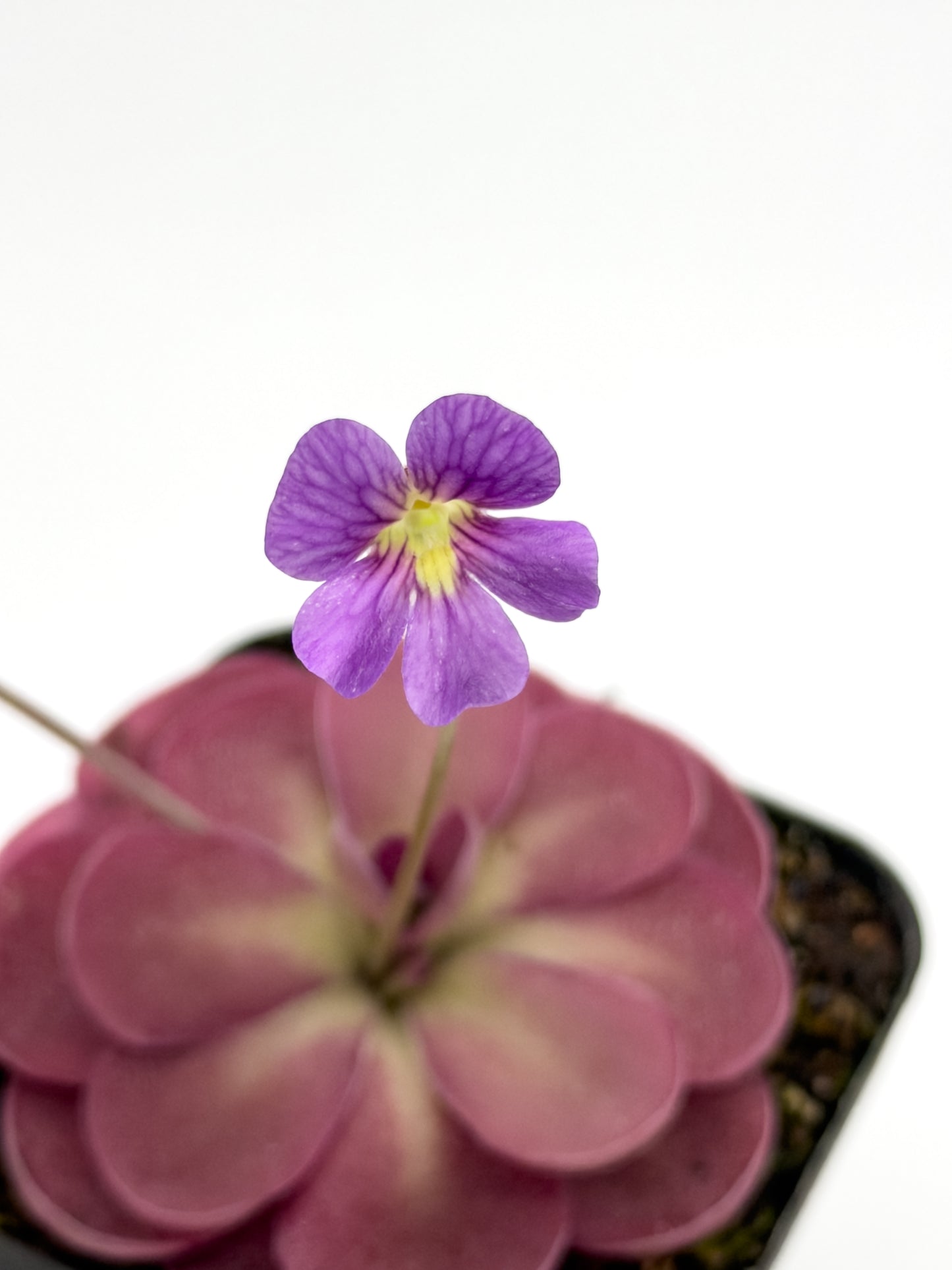 Pinguicula Johanna