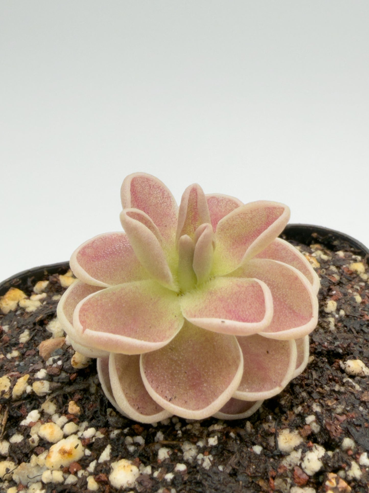 Pinguicula debbertiana in a nursery pot, overhead view