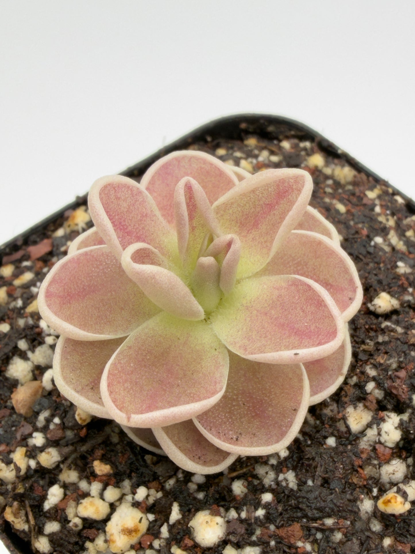 Pinguicula debbertiana rosette showing purple tones, overhead view