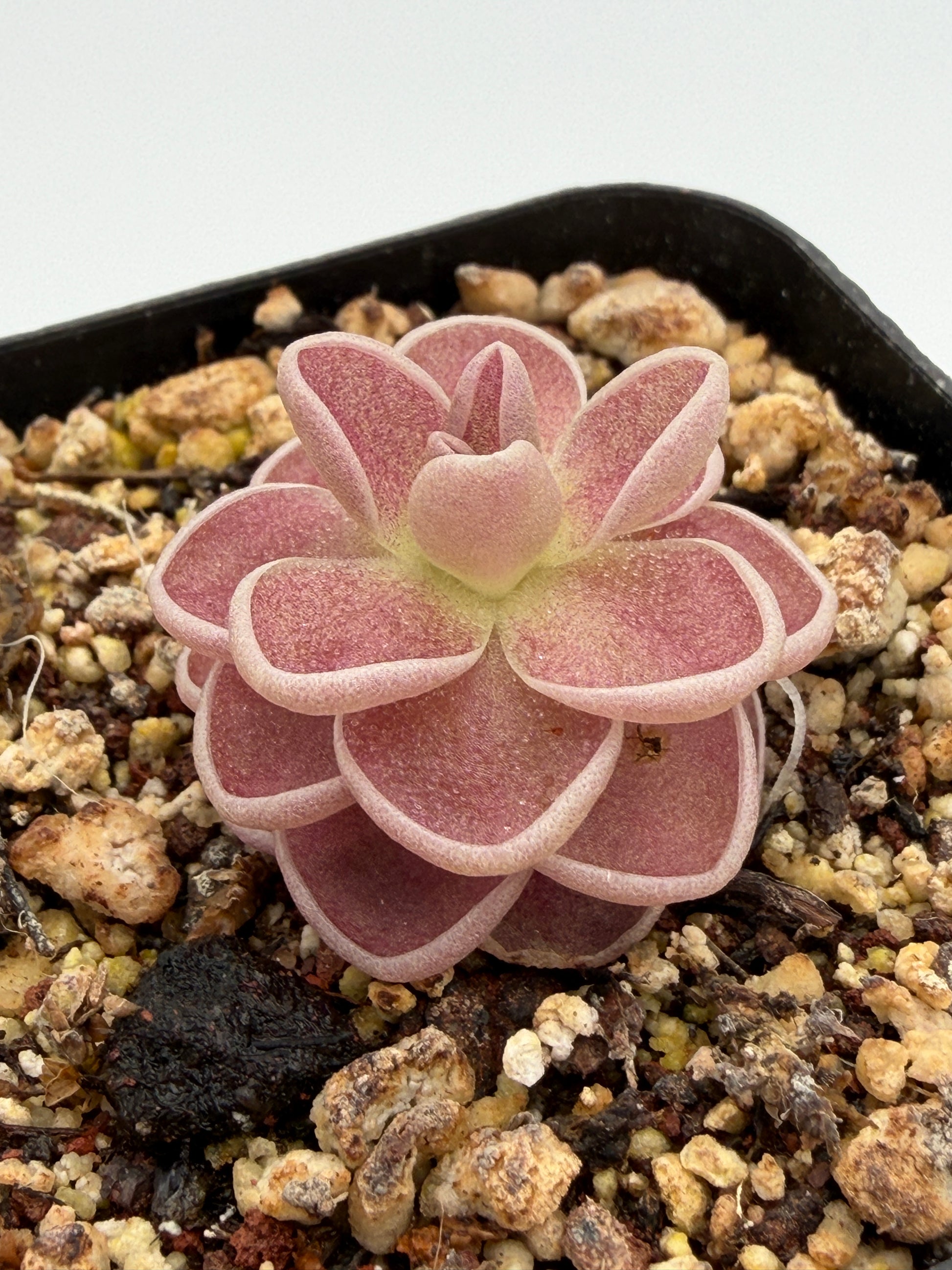 Pinguicula debbertiana rosette flushed pink, growing in a mineral mix