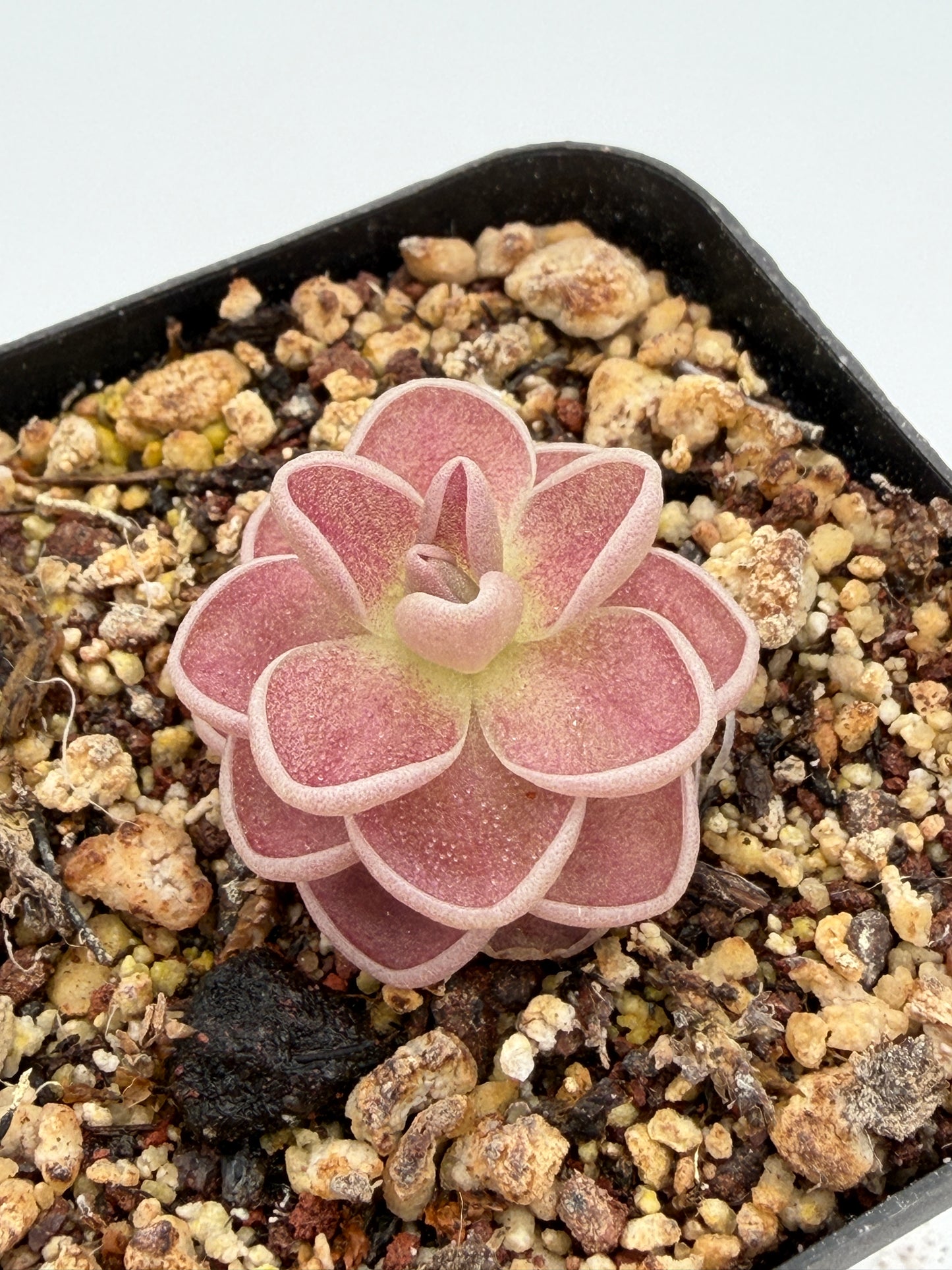 Pinguicula debbertiana compact rosette, overhead view