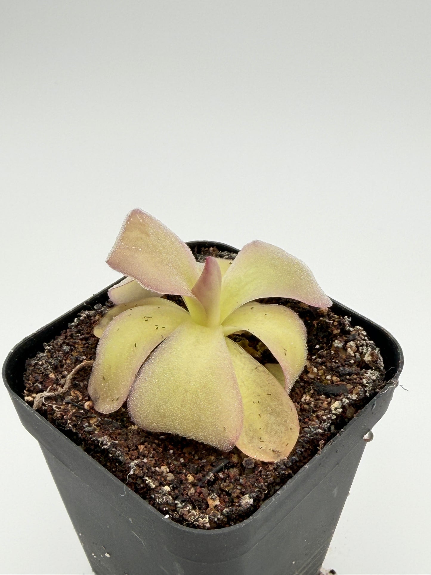 Pinguicula agnata 'El Lobo'