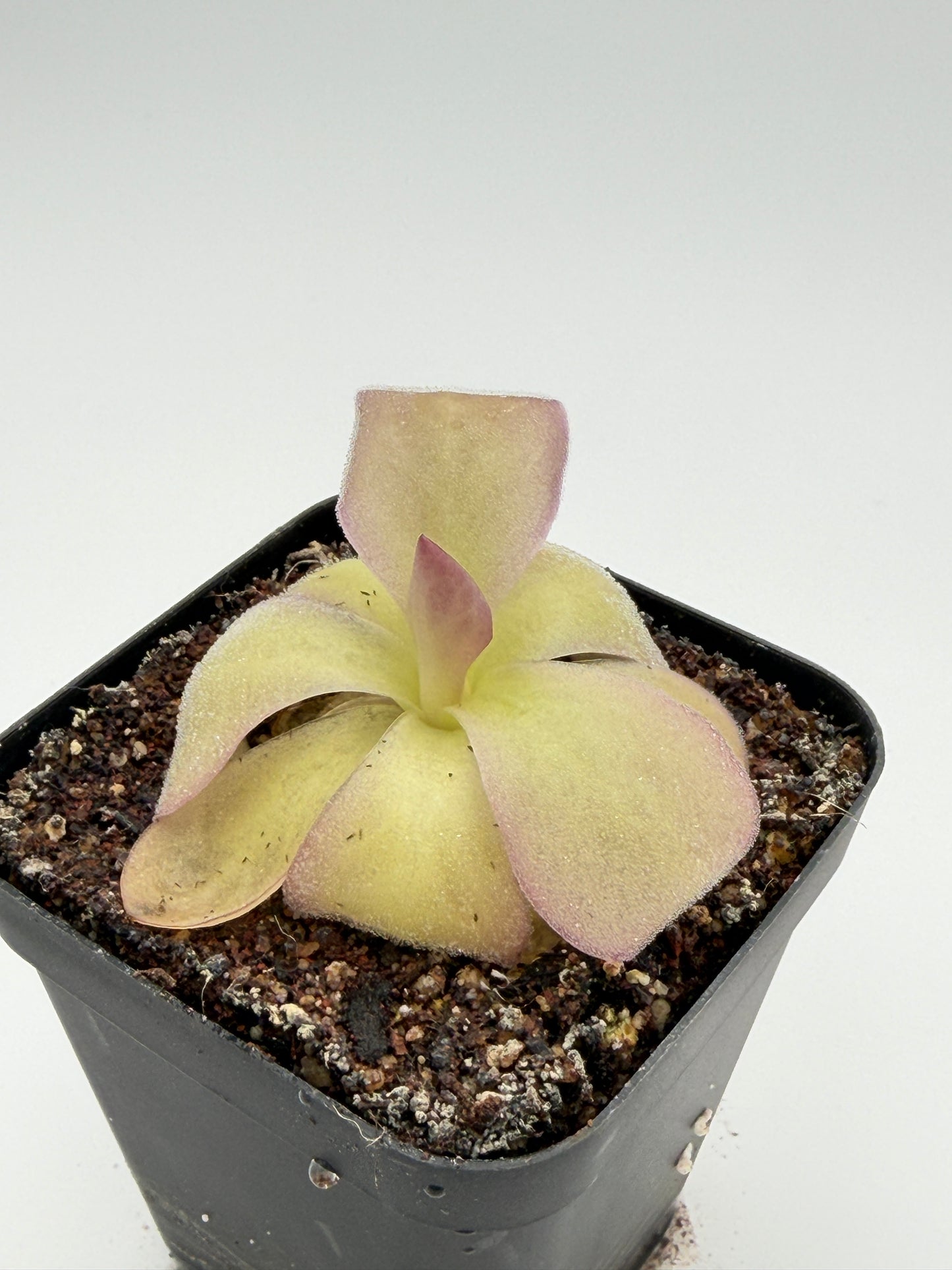 Pinguicula agnata 'El Lobo'