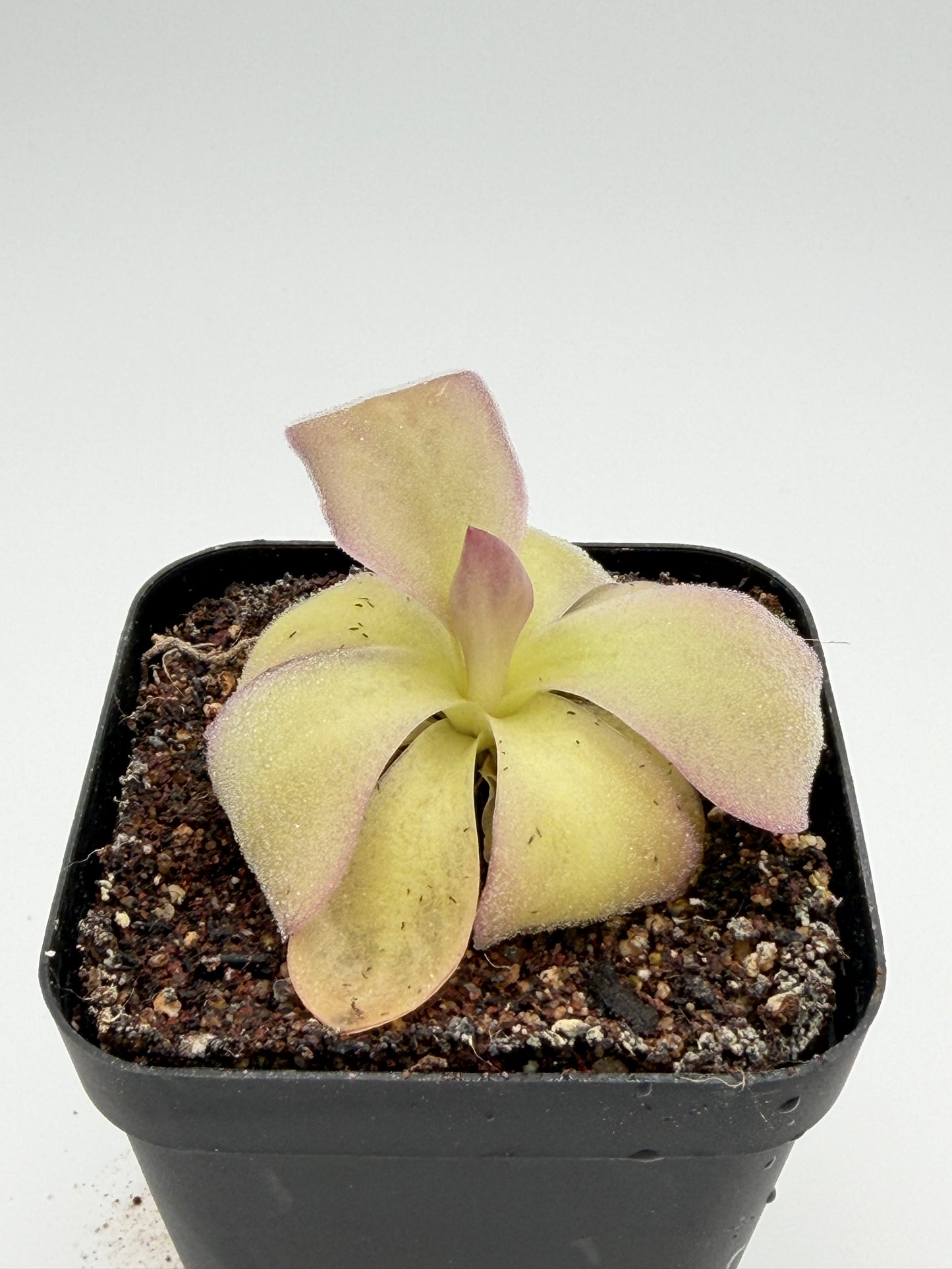 Pinguicula agnata 'El Lobo'