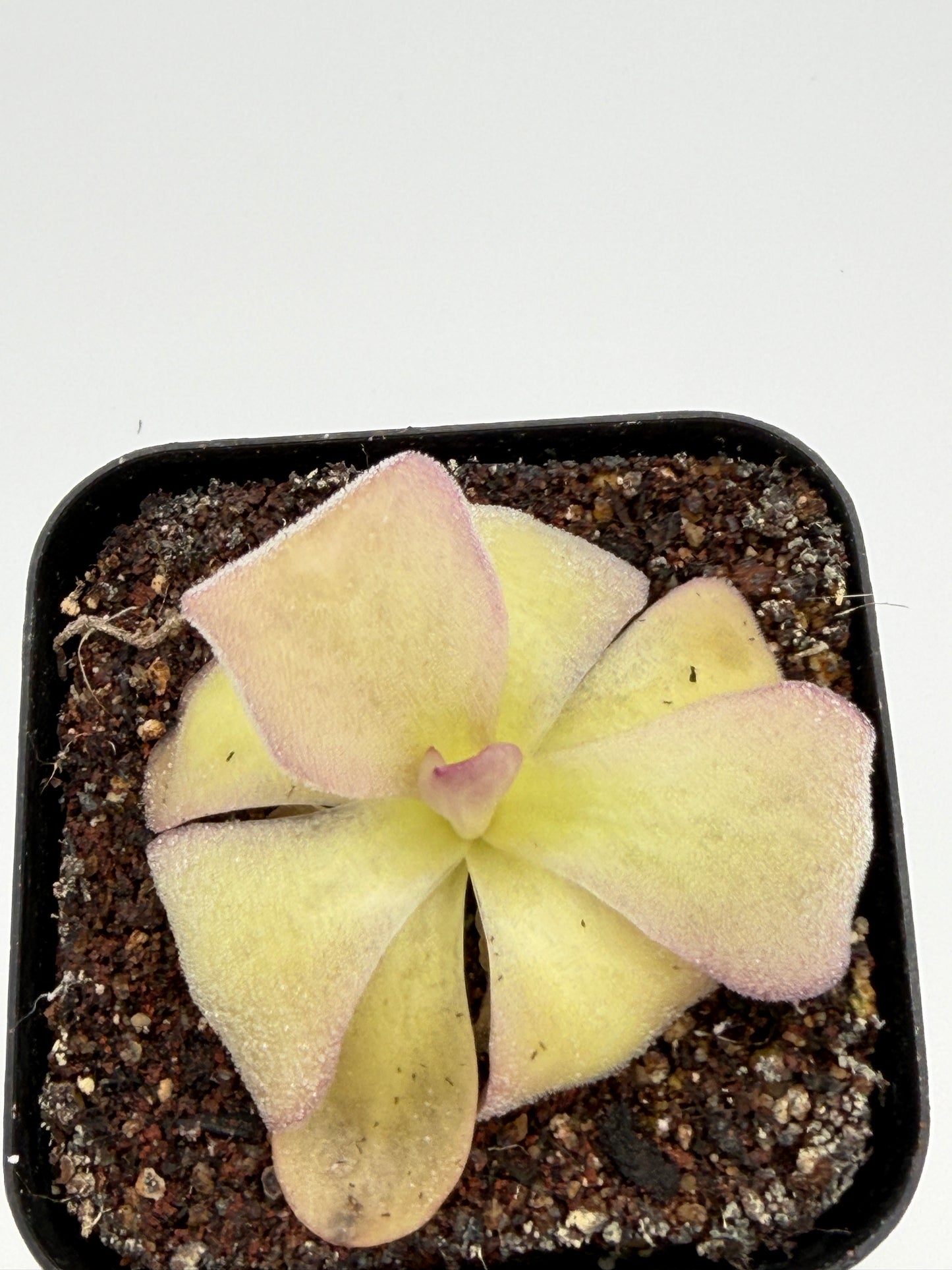 Pinguicula agnata 'El Lobo'
