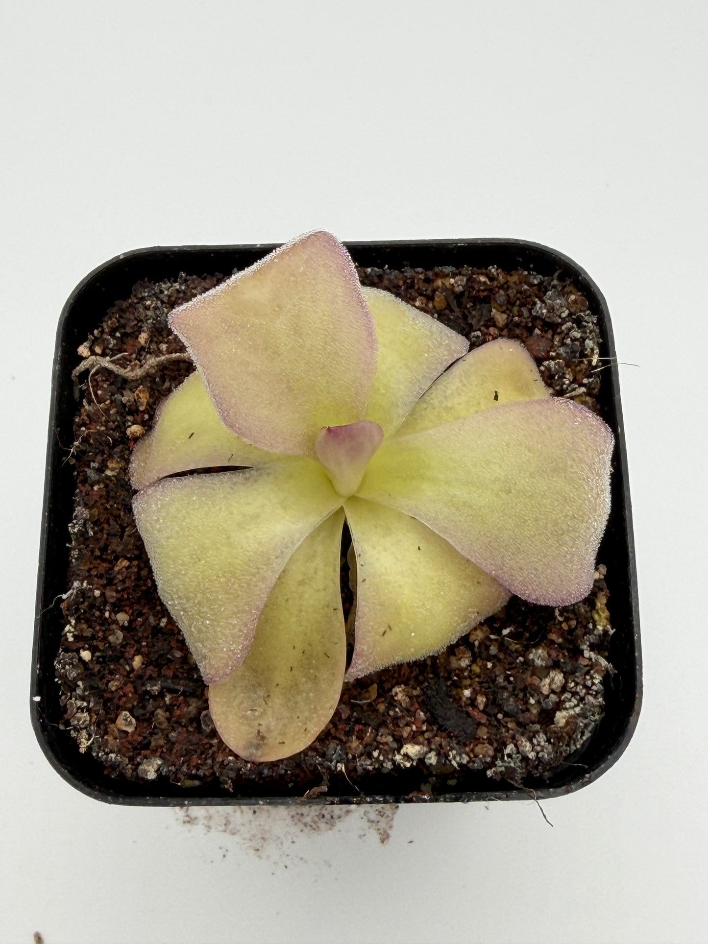 Pinguicula agnata 'El Lobo'