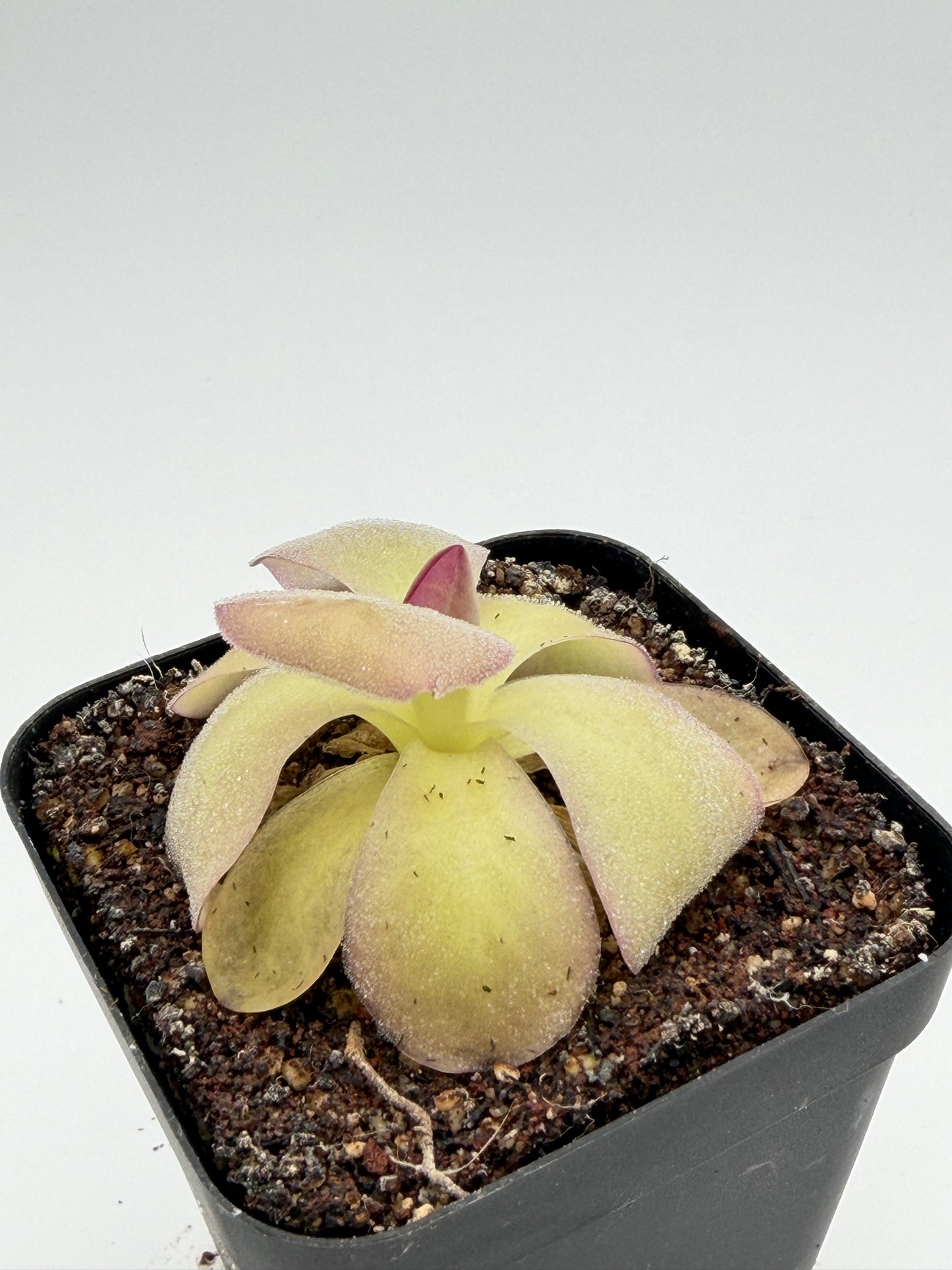 Pinguicula agnata 'El Lobo'