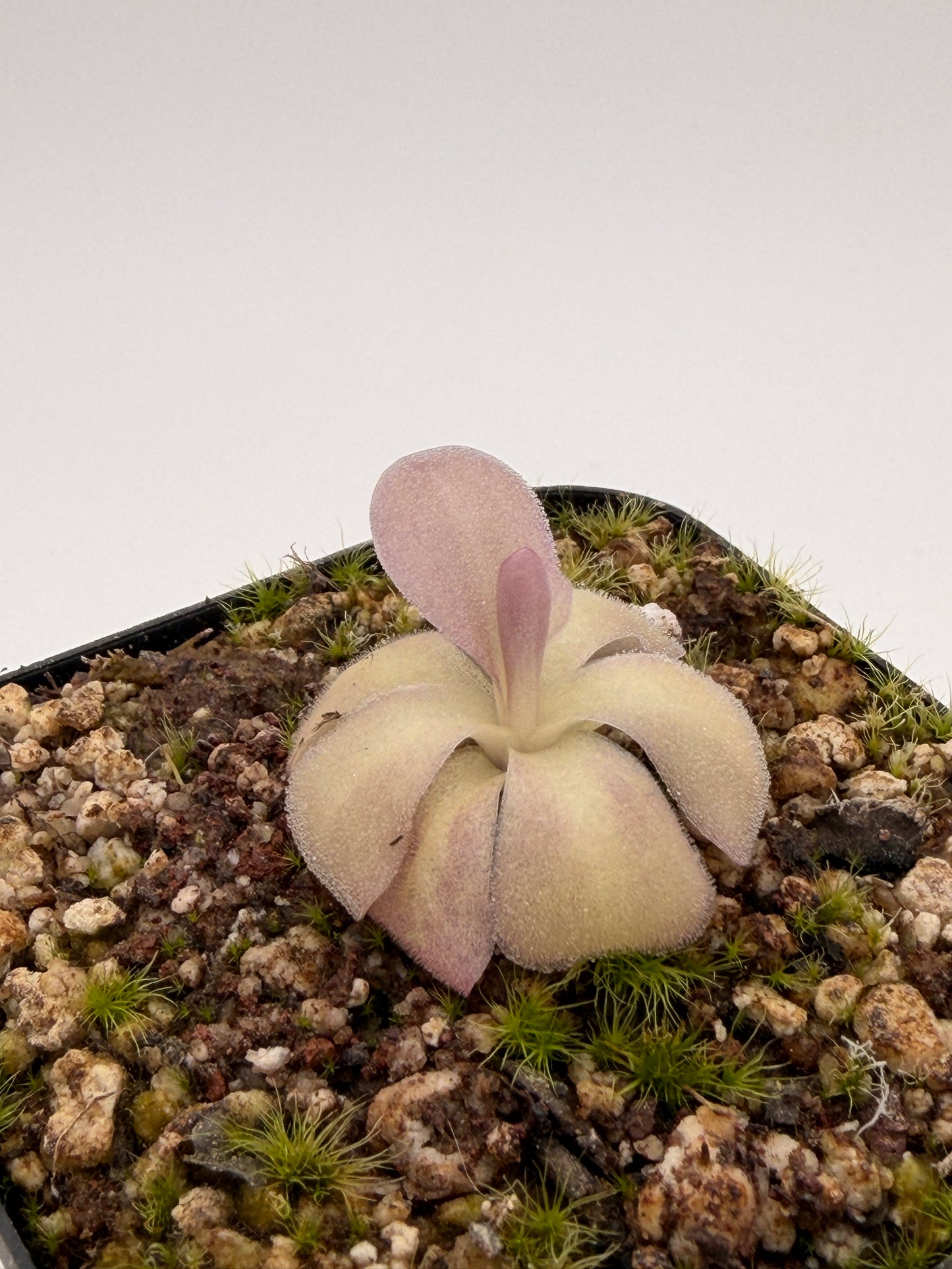 Pinguicula agnata 'El Lobo'