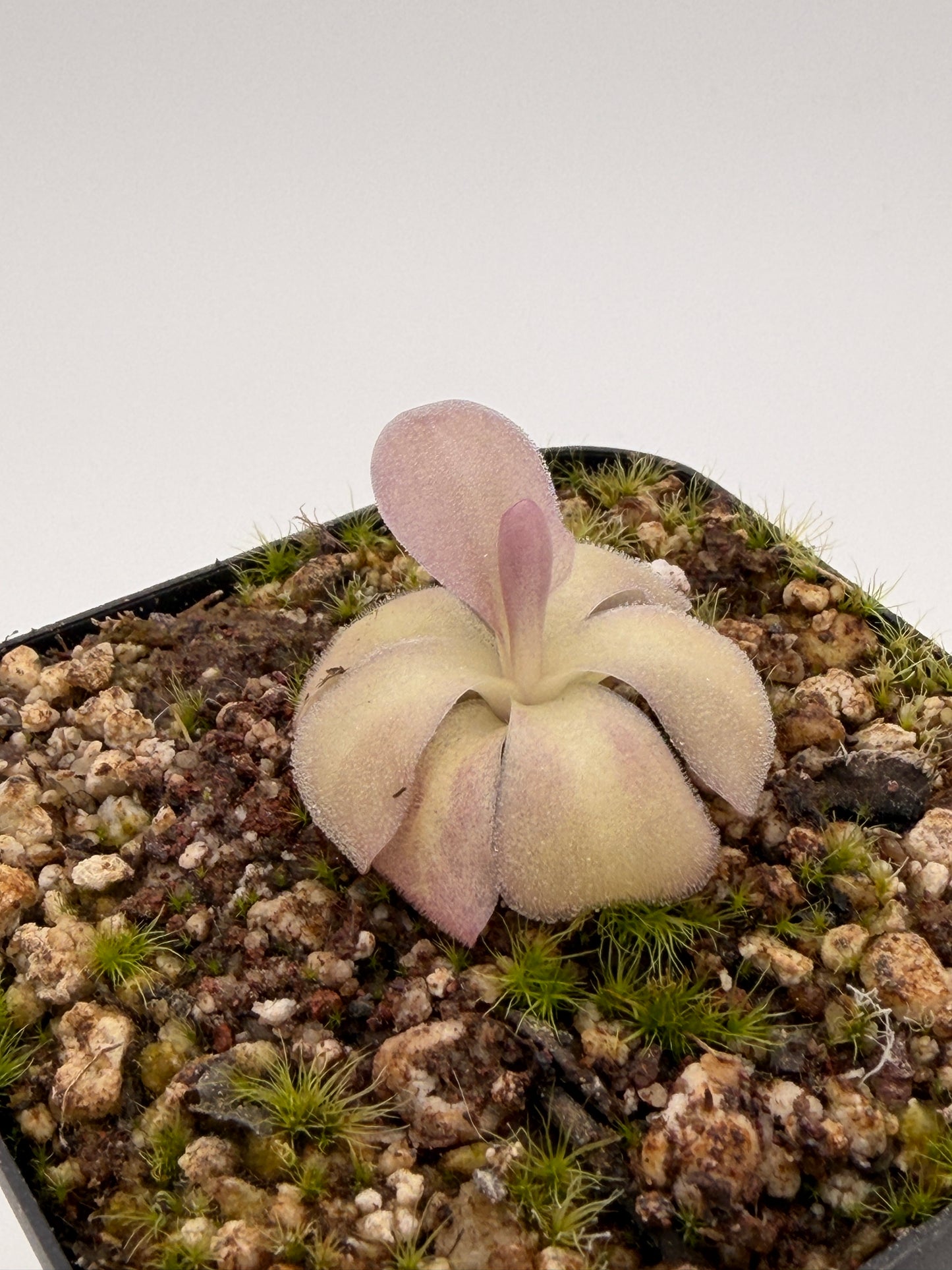 Pinguicula agnata 'El Lobo'