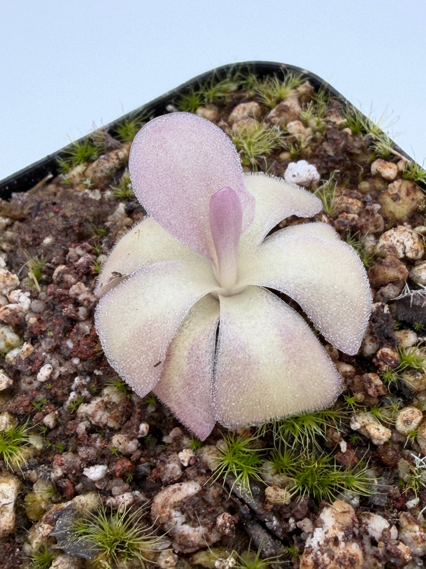 Pinguicula agnata 'El Lobo'