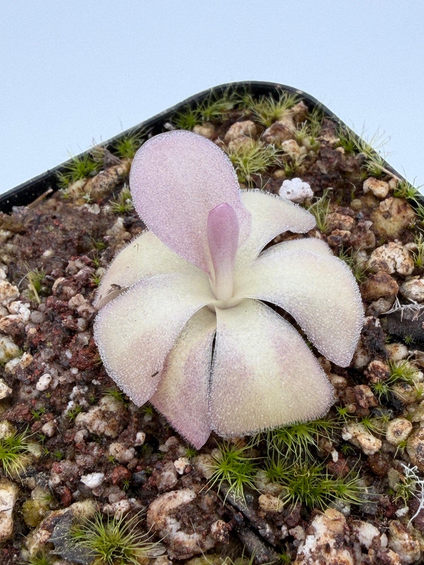 Pinguicula agnata 'El Lobo'