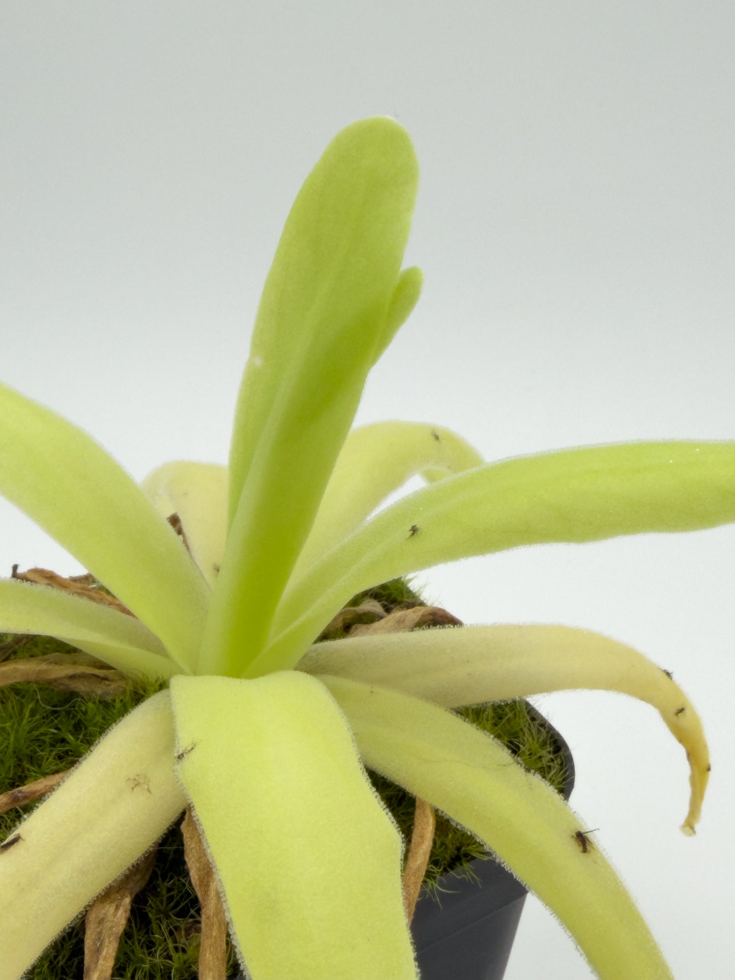 Pinguicula gigantea x moctezumae