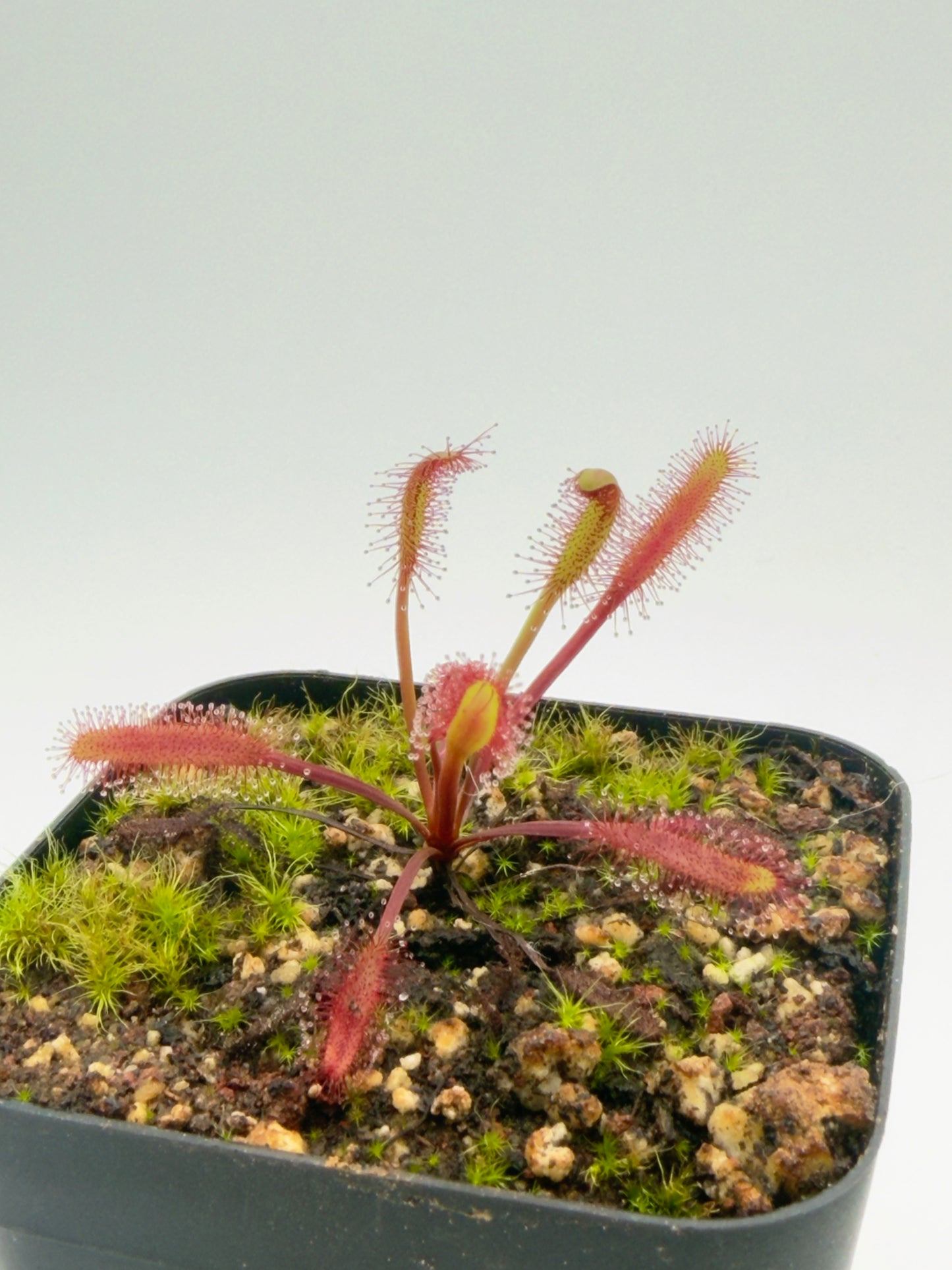 Drosera capensis Red