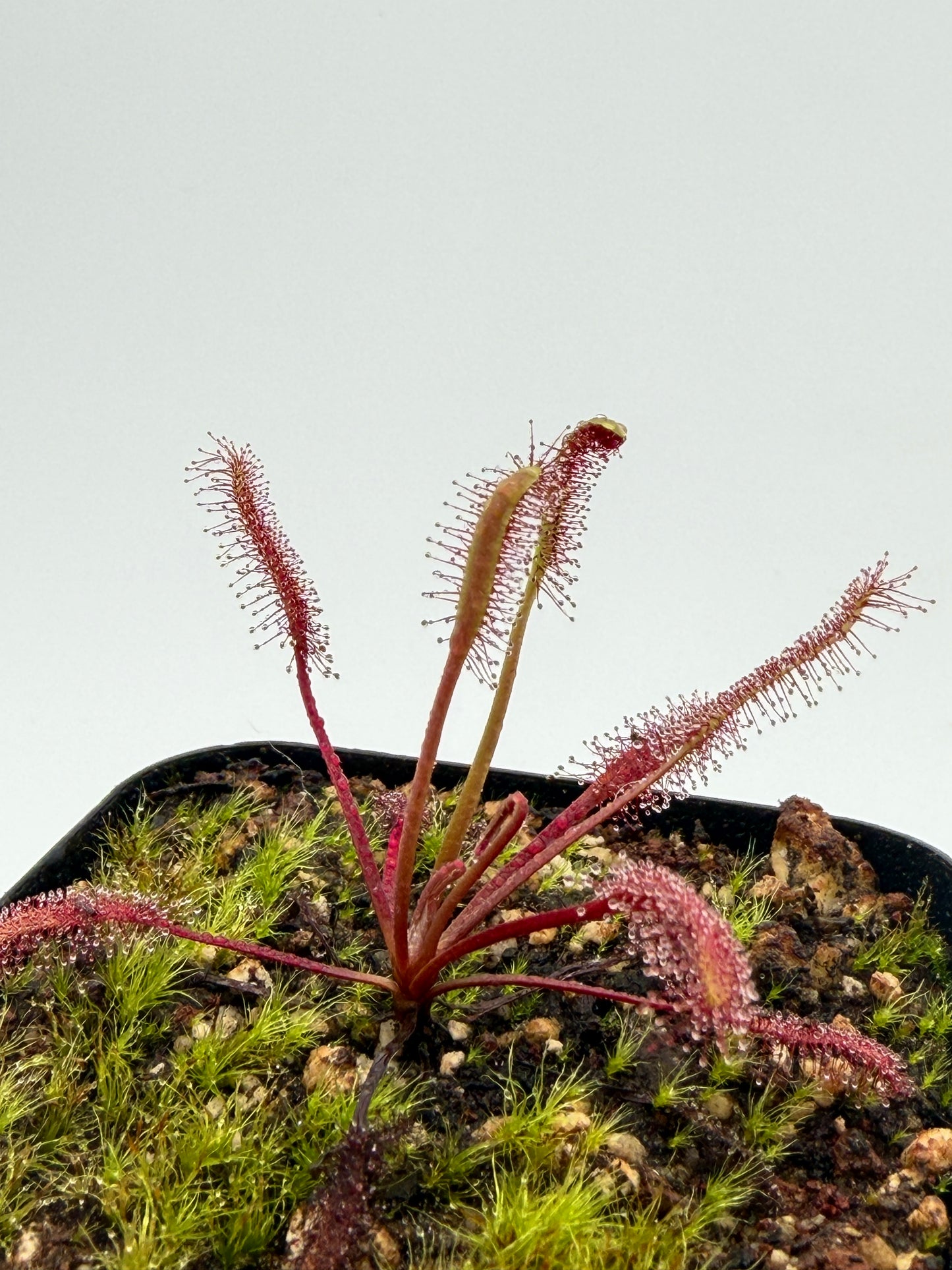 Drosera capensis Red