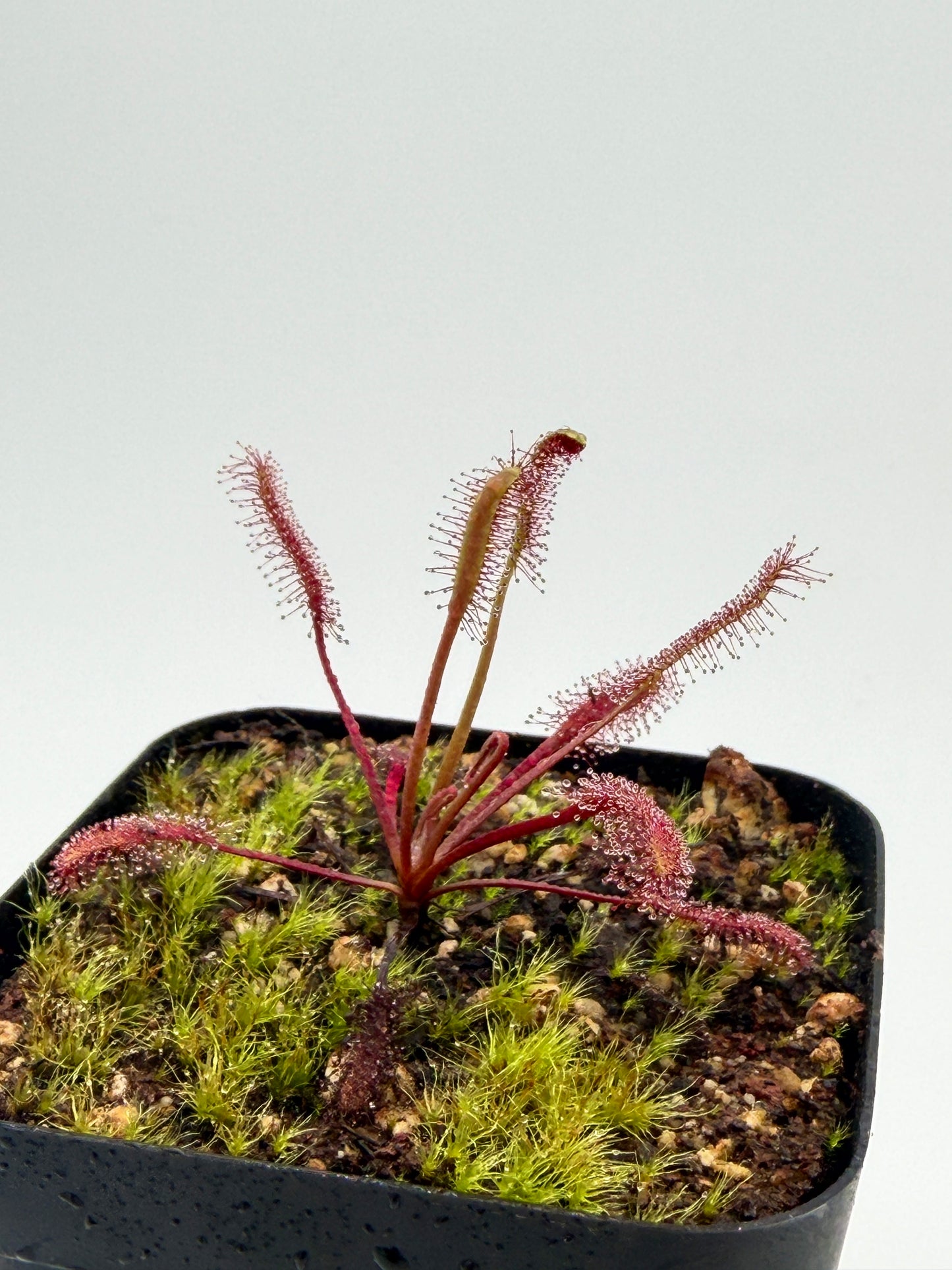 Drosera capensis Red