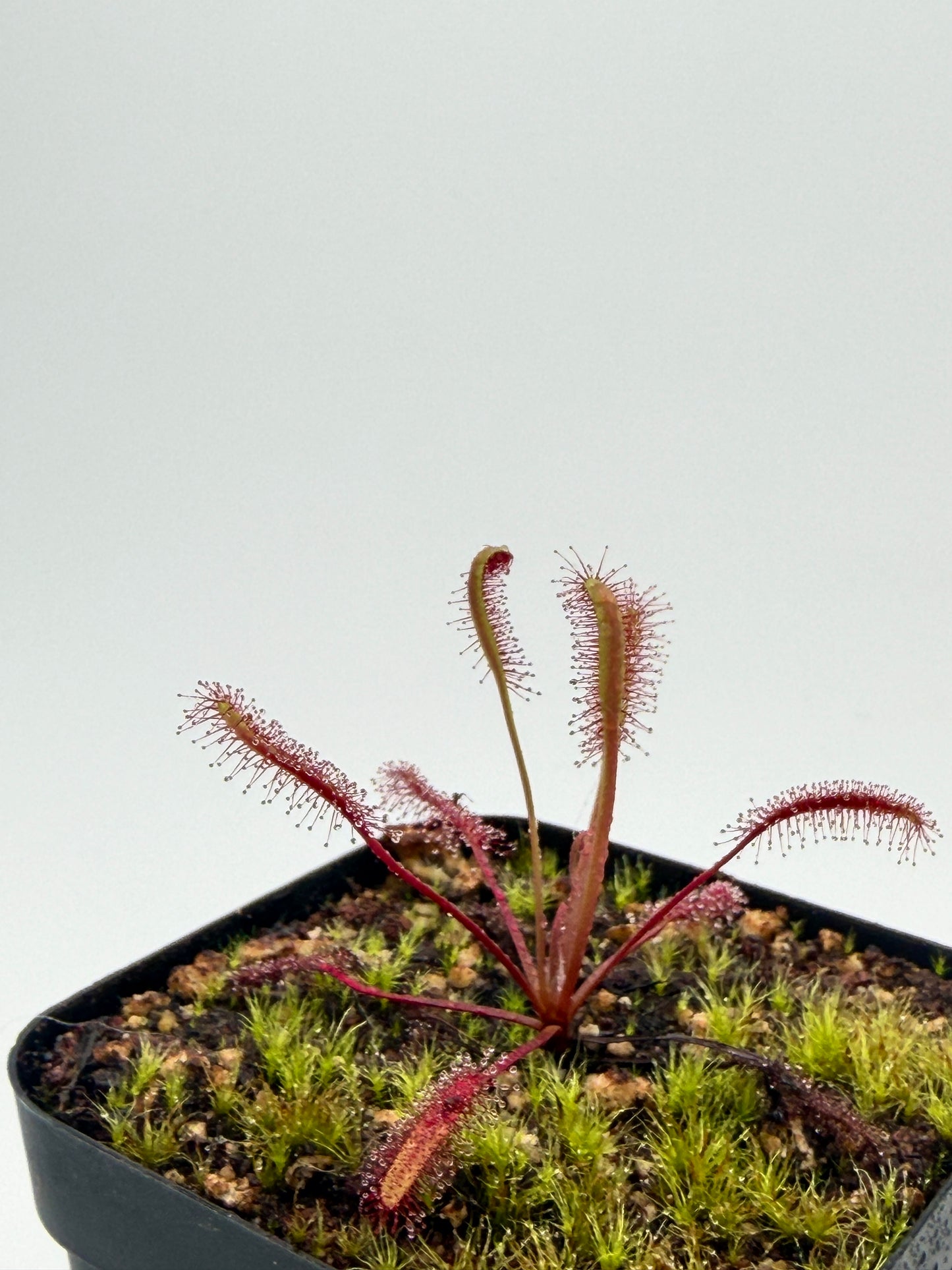 Drosera capensis Red