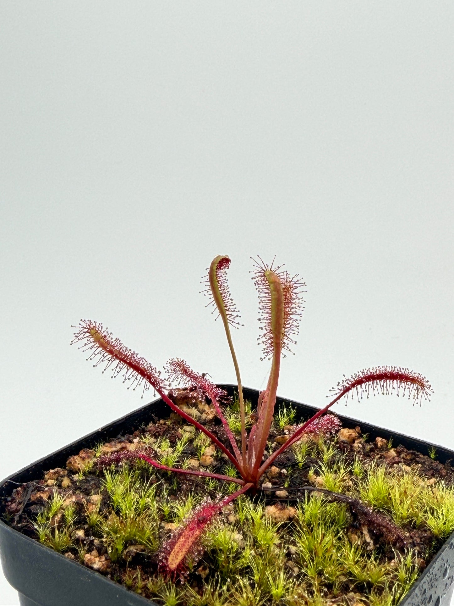 Drosera capensis Red