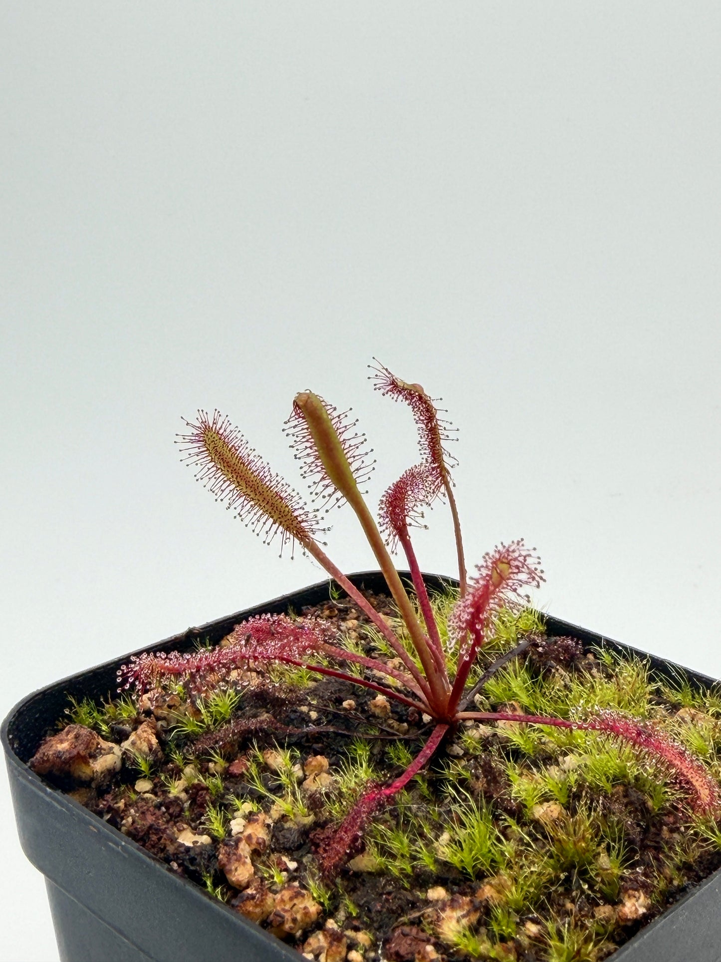 Drosera capensis Red