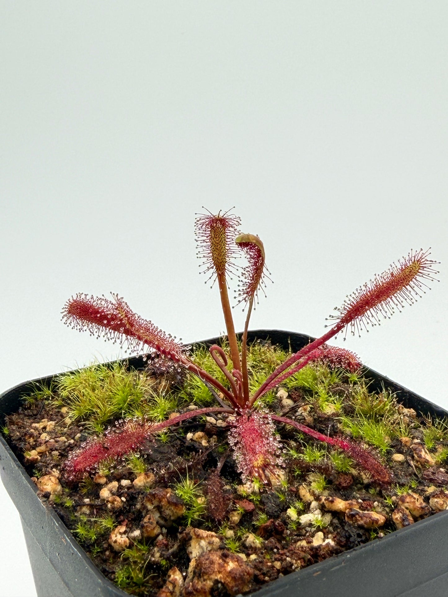 Drosera capensis Red