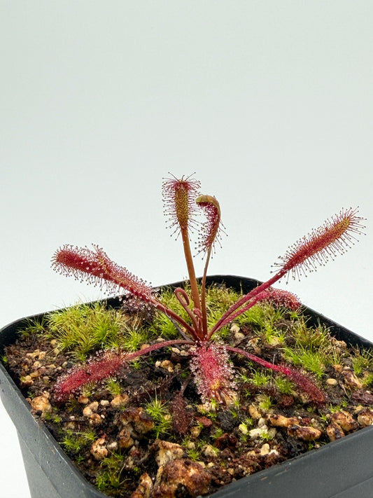Drosera capensis Red