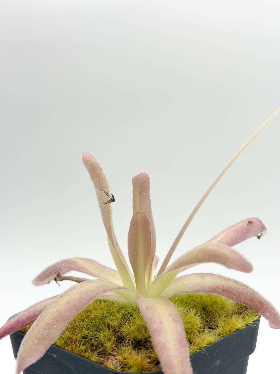 Pinguicula 'Aphrodite' close-up with pink-blushed strap leaves holding trapped fungus gnats