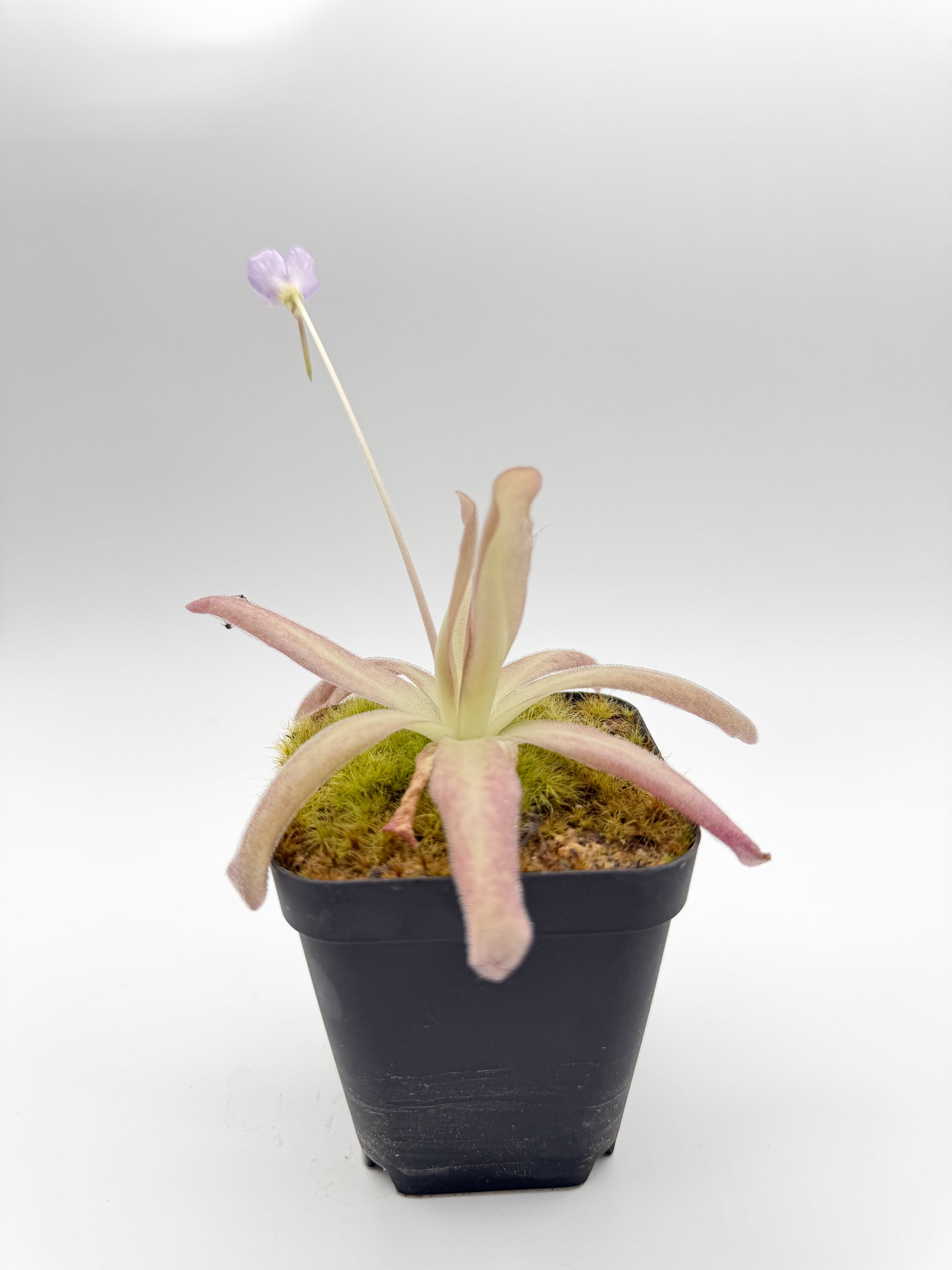 Pinguicula 'Aphrodite' rosette with pink-tinged leaves and an opening flower bud