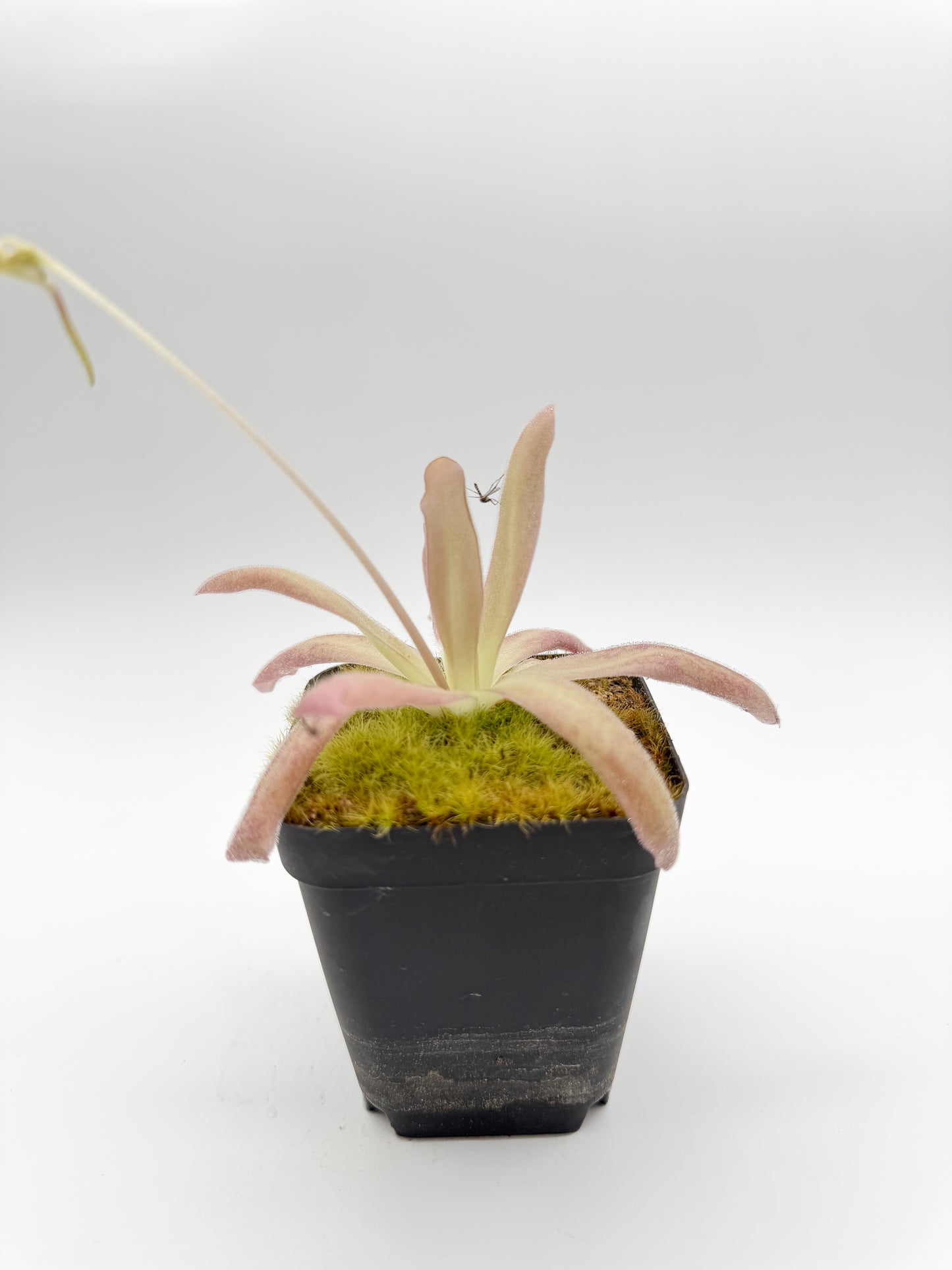 Side view of Pinguicula 'Aphrodite' showing long arching leaves over a moss-topped pot