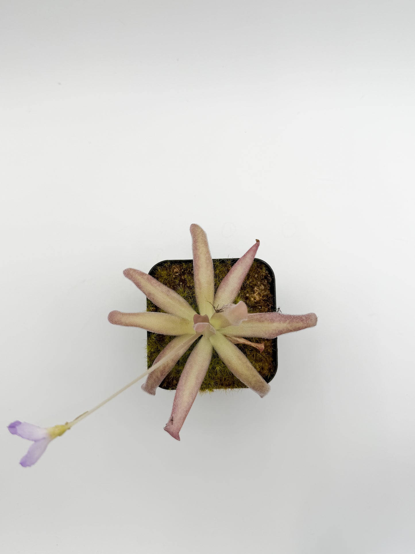 Overhead view of a Pinguicula 'Aphrodite' rosette with flower stalk and violet bloom