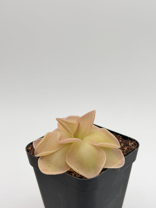 Pinguicula 'Pirouette' pinwheel rosette, overhead view