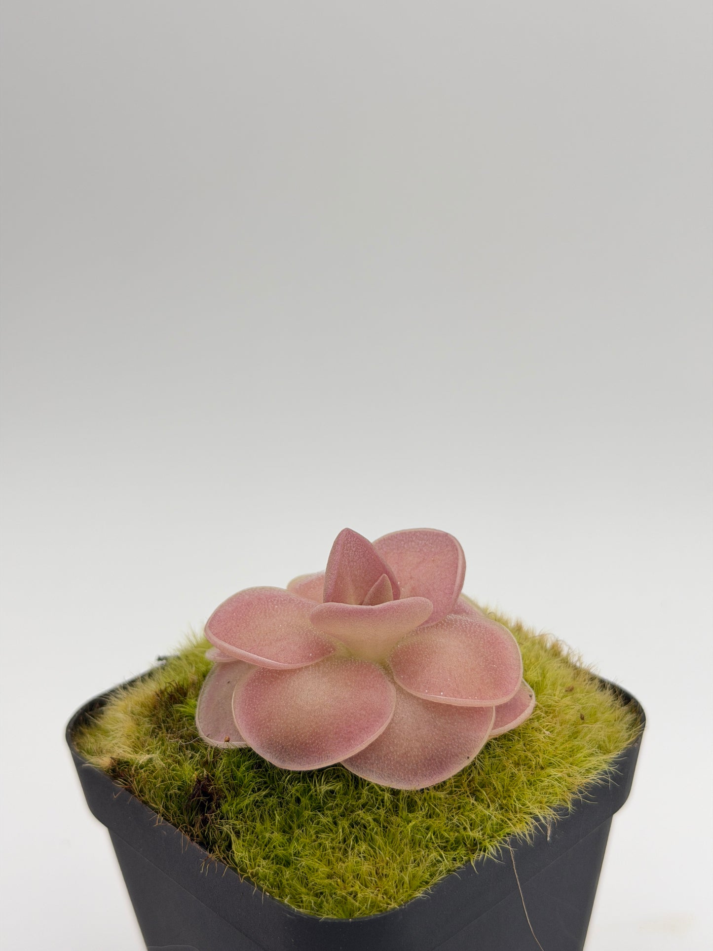 Pinguicula 'Weser' Mexican butterwort grown in Chandler, Arizona