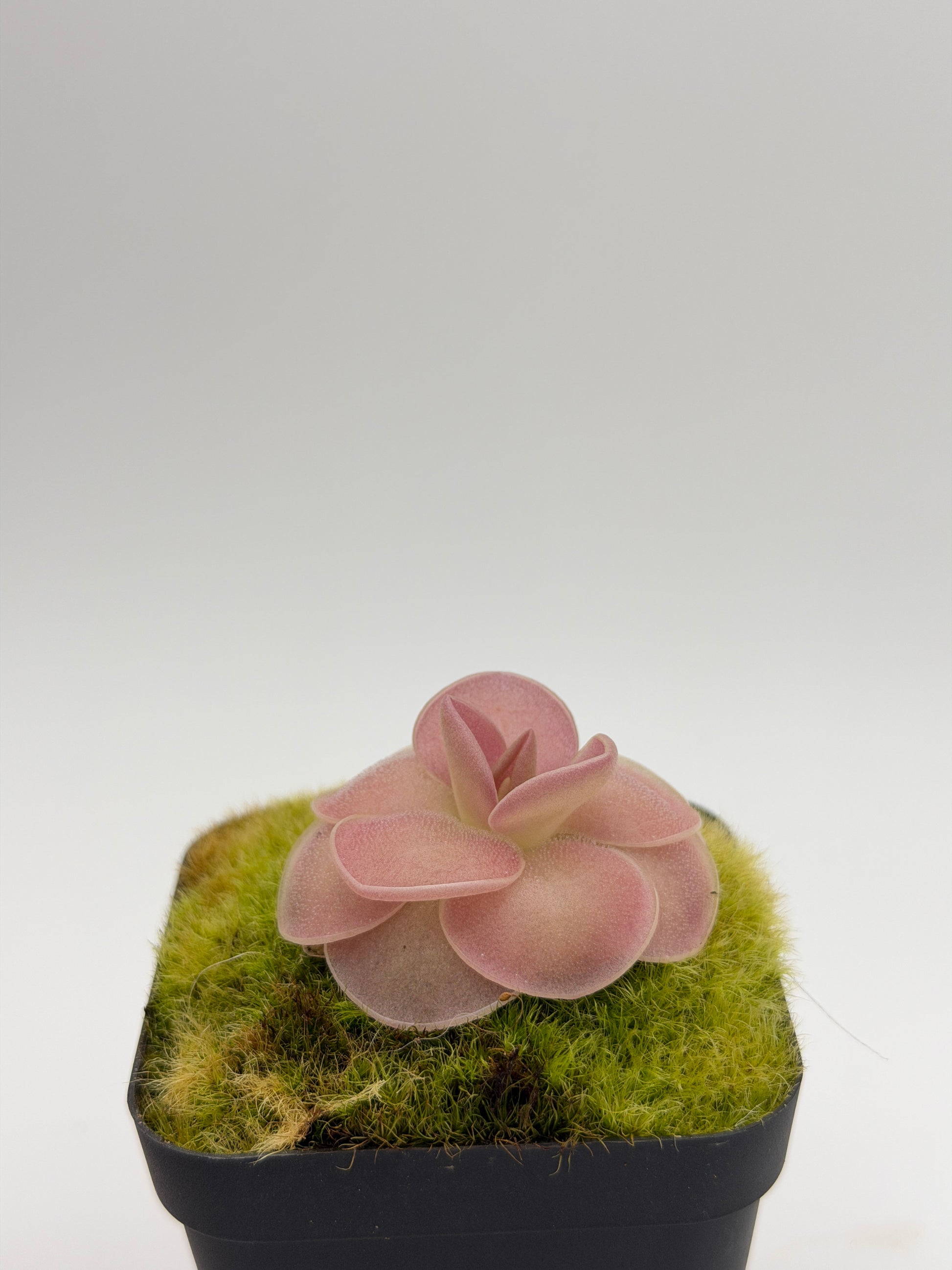 Pinguicula 'Weser' Mexican butterwort in a nursery pot, overhead view