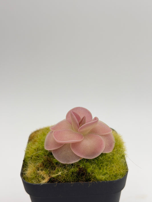 Pinguicula 'Weser' Mexican butterwort in a nursery pot, overhead view