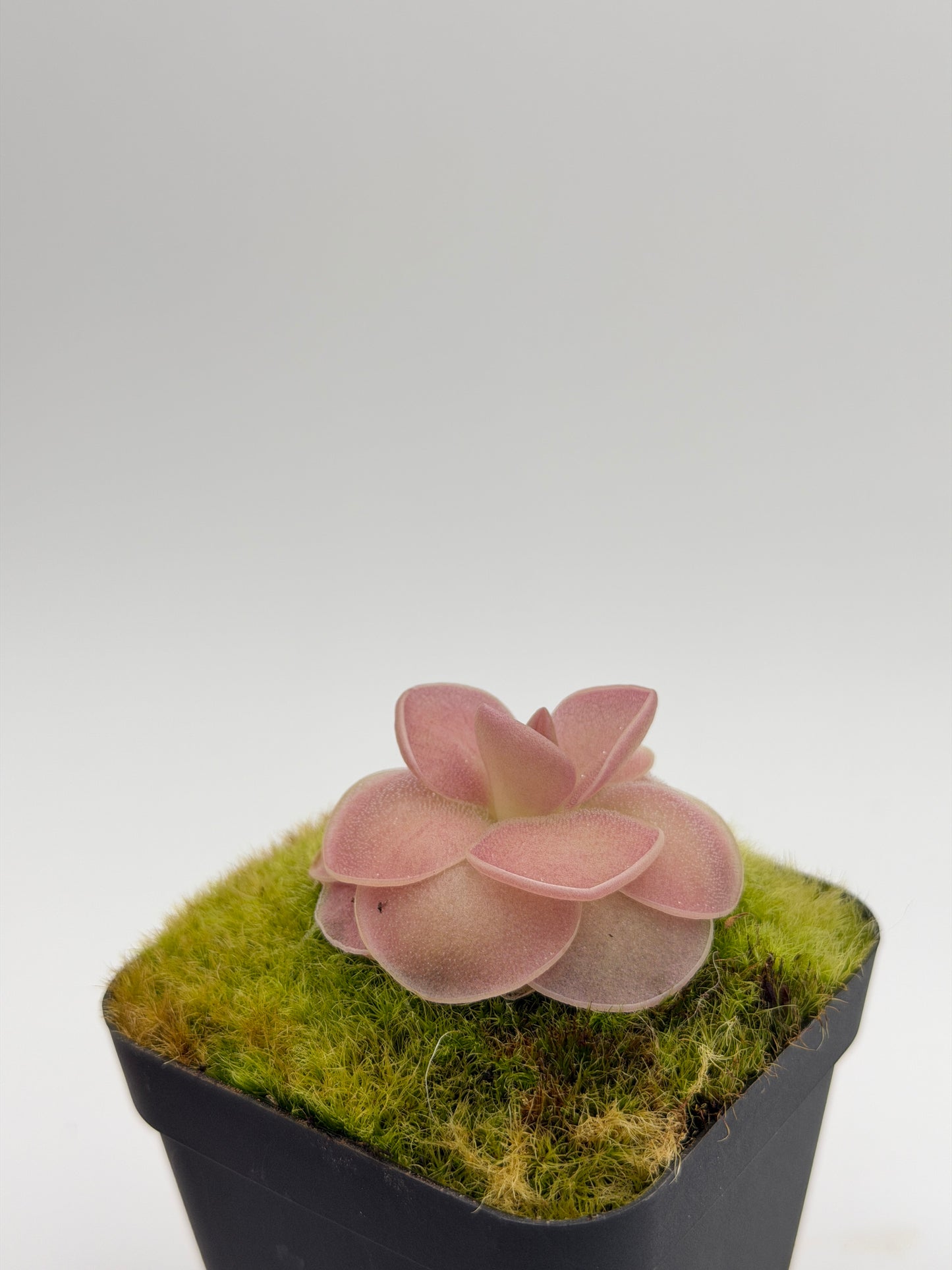 Close-up of Pinguicula 'Weser' leaves showing sparkling mucilage