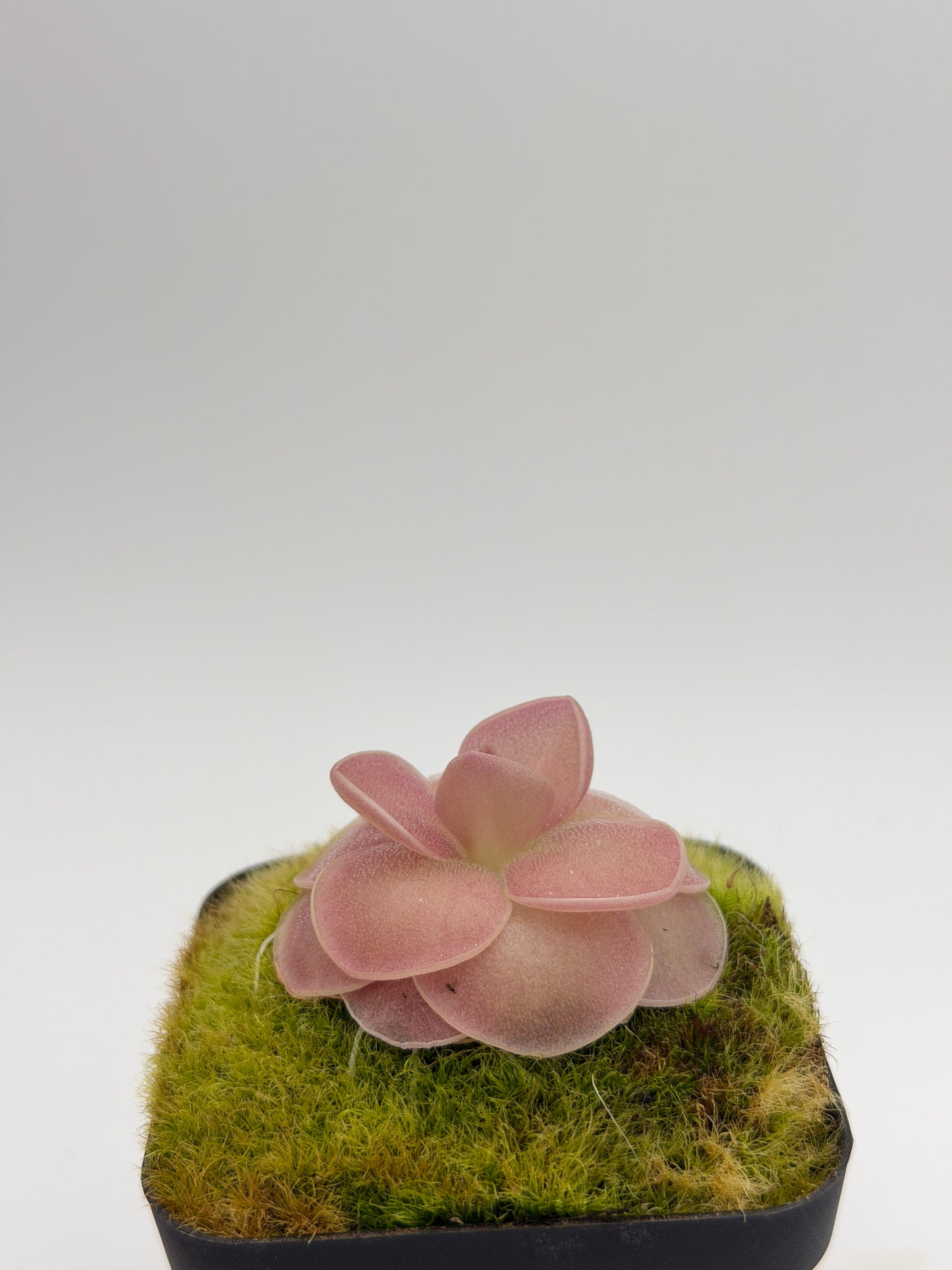 Pinguicula 'Weser' rosette blushing pink under bright light
