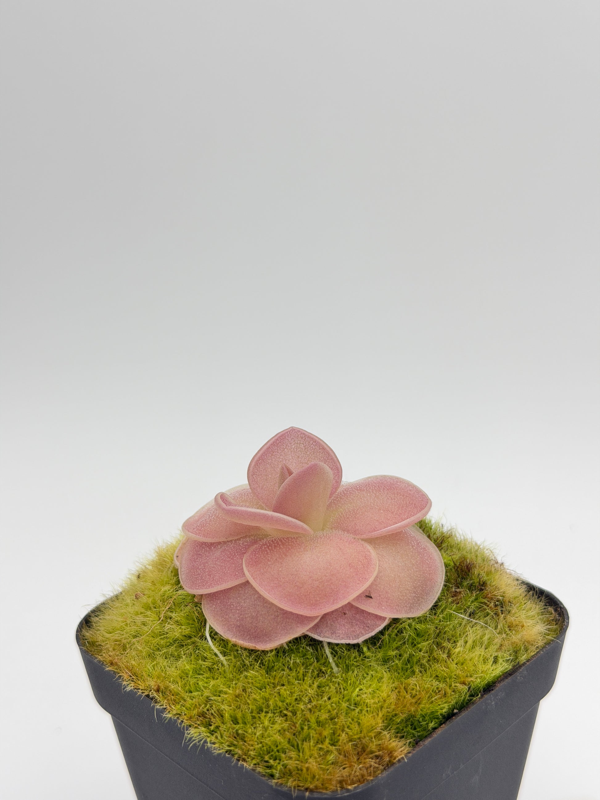 Pinguicula 'Weser' plant in a nursery pot, side view