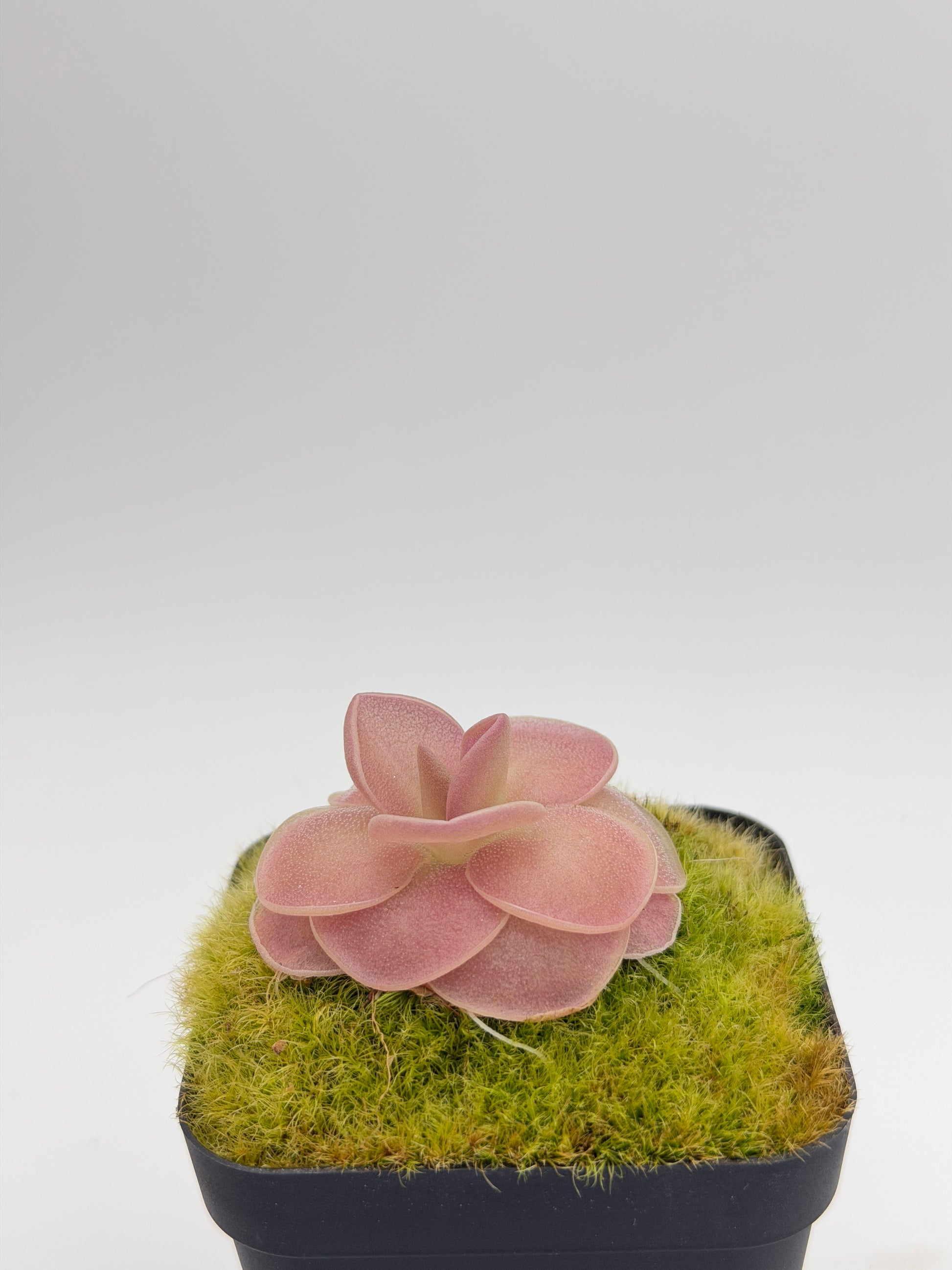 Pinguicula 'Weser' showing vigorous rosette growth