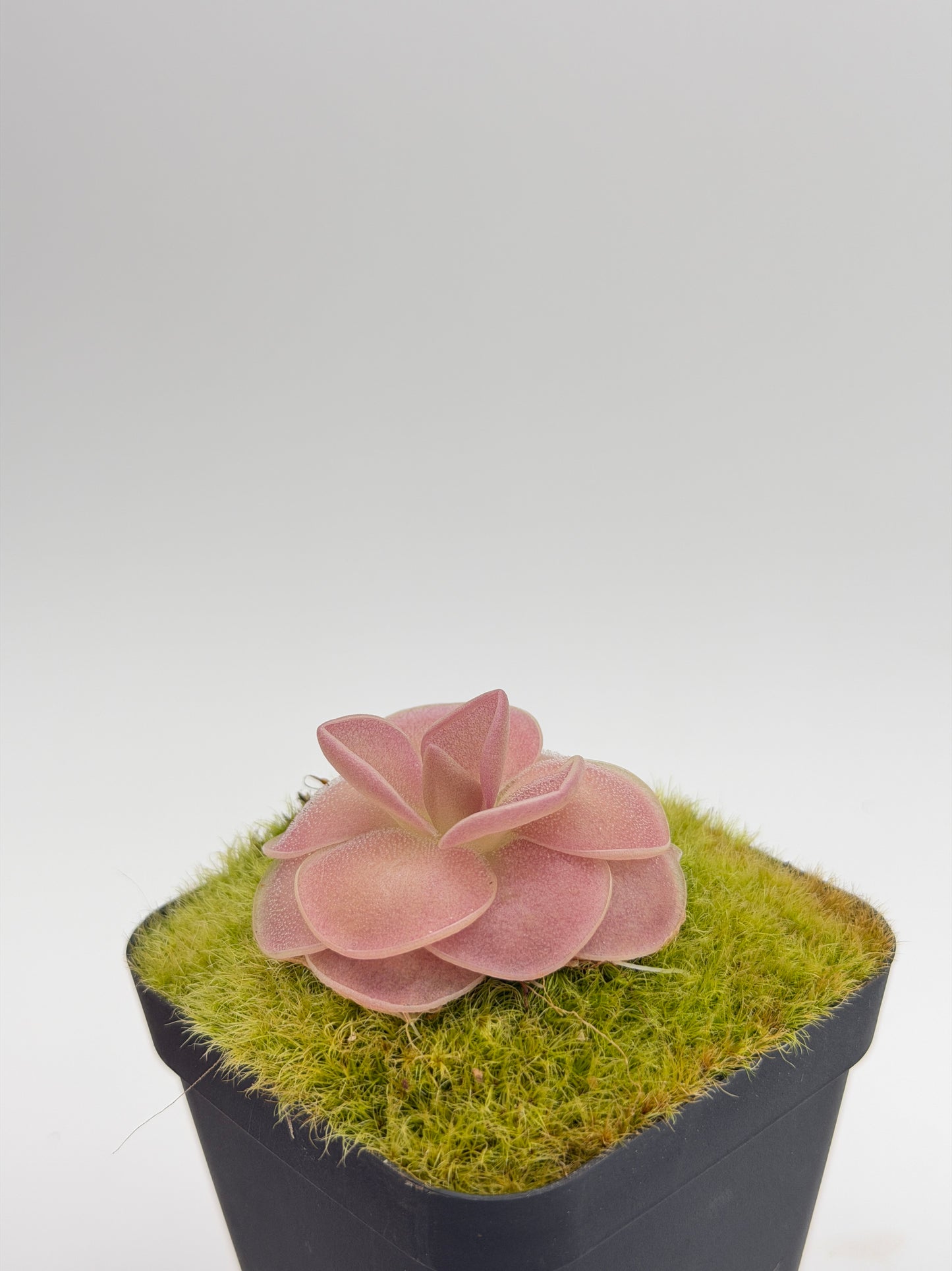 Pinguicula 'Weser' dew-covered carnivorous leaves, close up