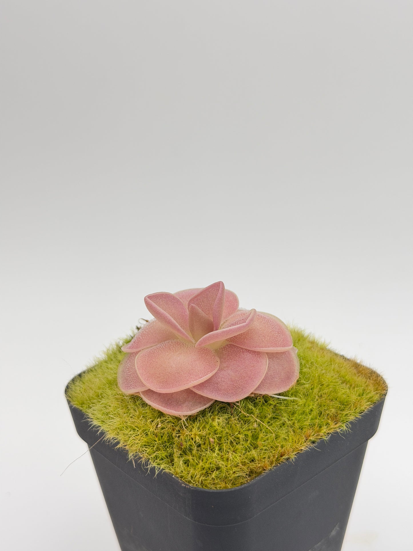 Pinguicula 'Weser' tissue-culture grown plant at Canyon Exotics